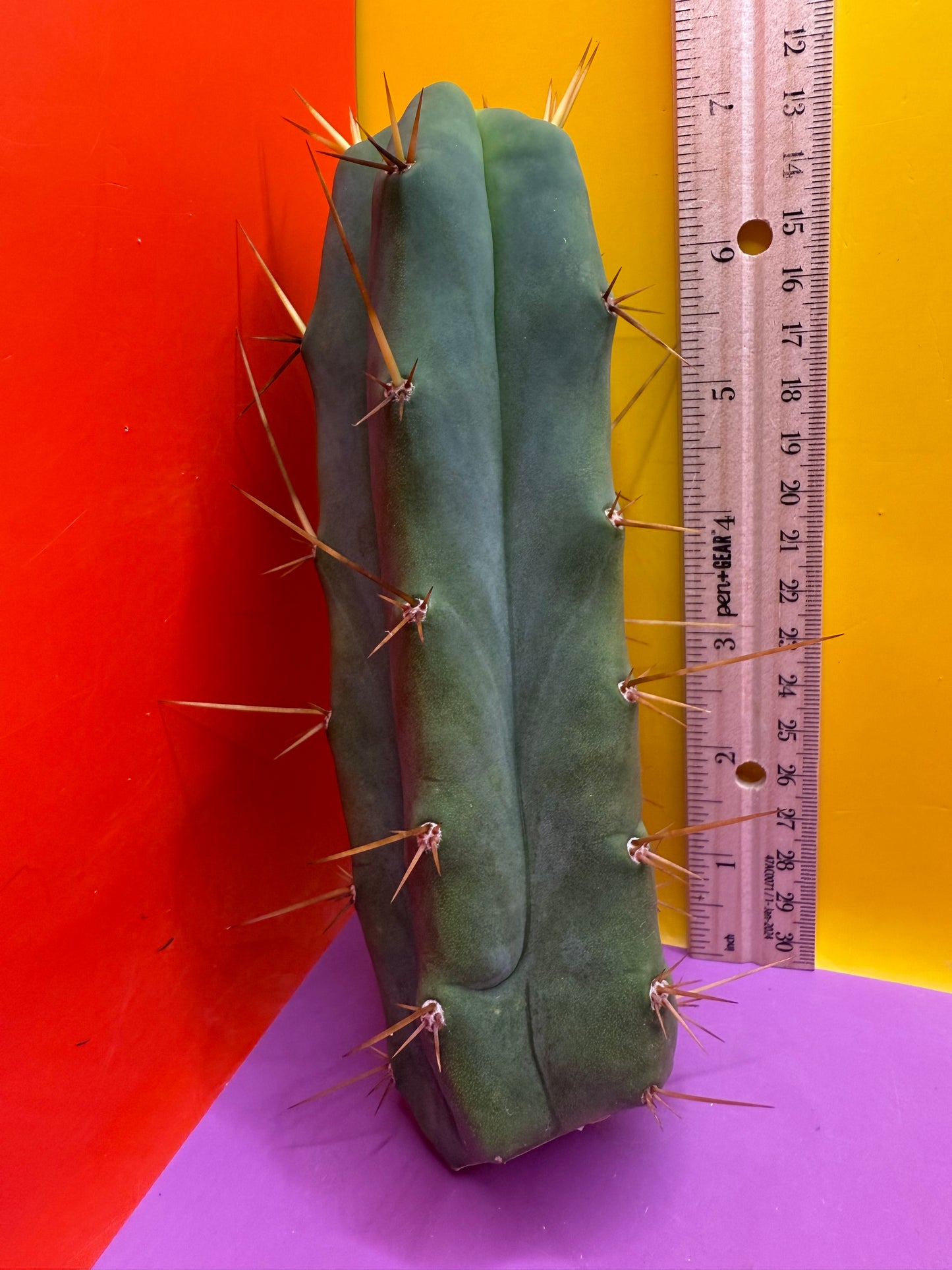 Essendon x Sina 🌶️🌶️ cactus
