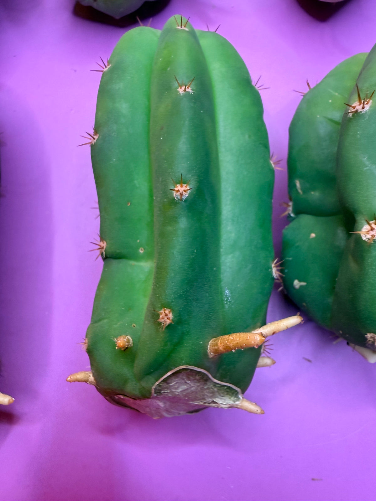 10 pack Rooted San Pedro cactus 🌵 Pups !