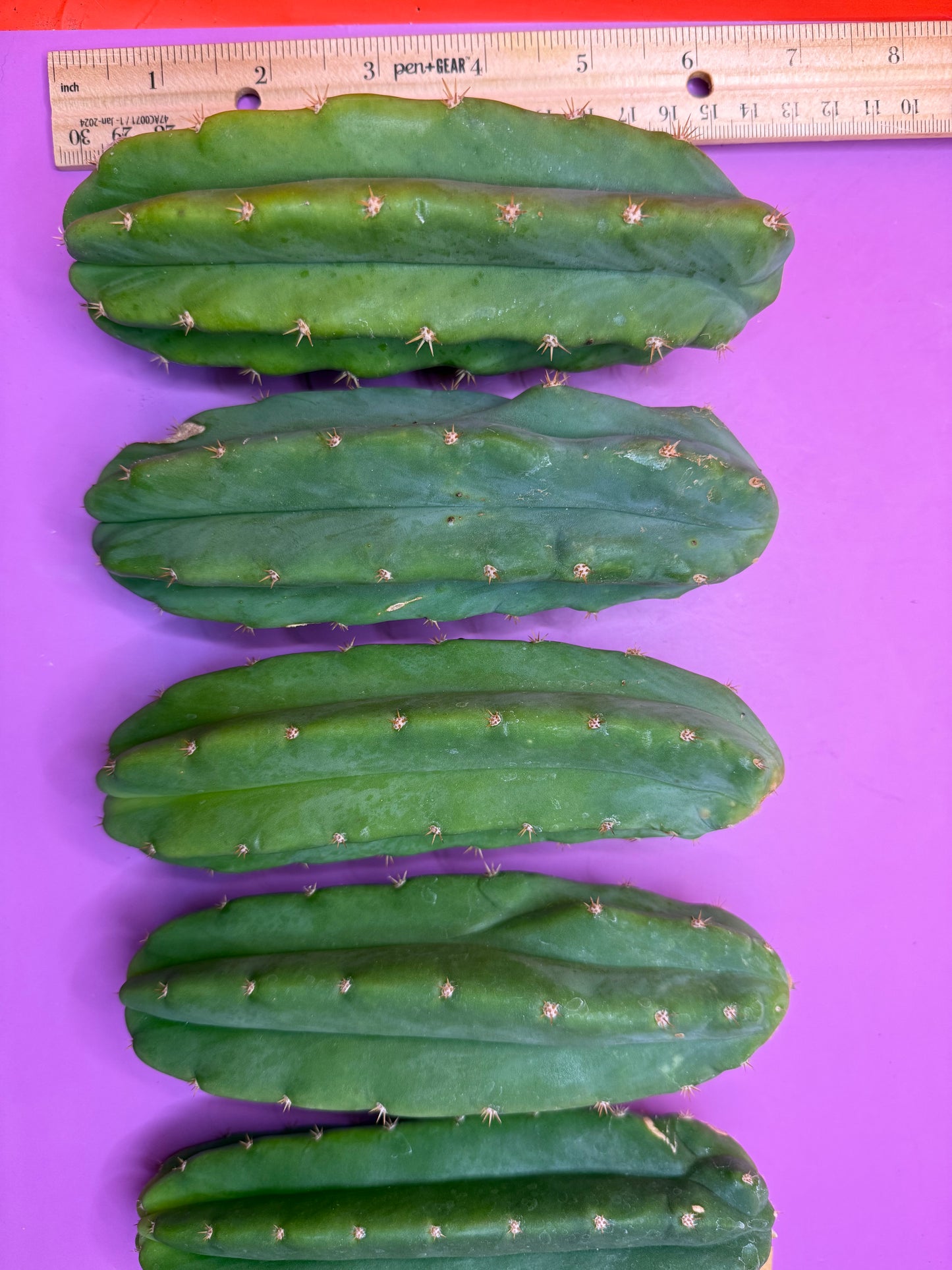 5 san pedro cactus bundle pack !!