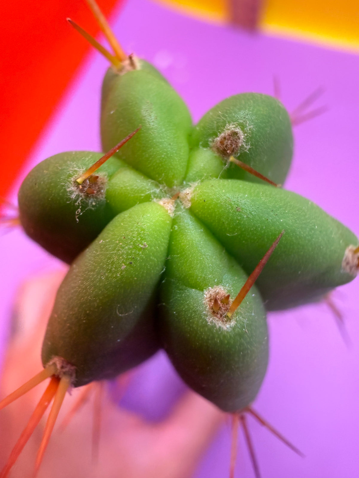 Trichocereus Bridgesii SS02 x Lumberjack !