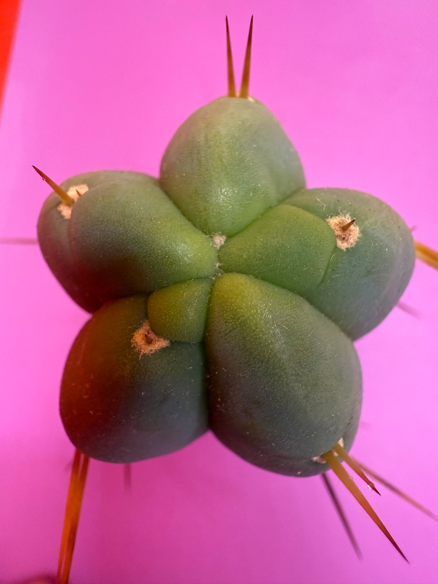 Trichocereus Bridgesii cutting of “DEL DIOS”