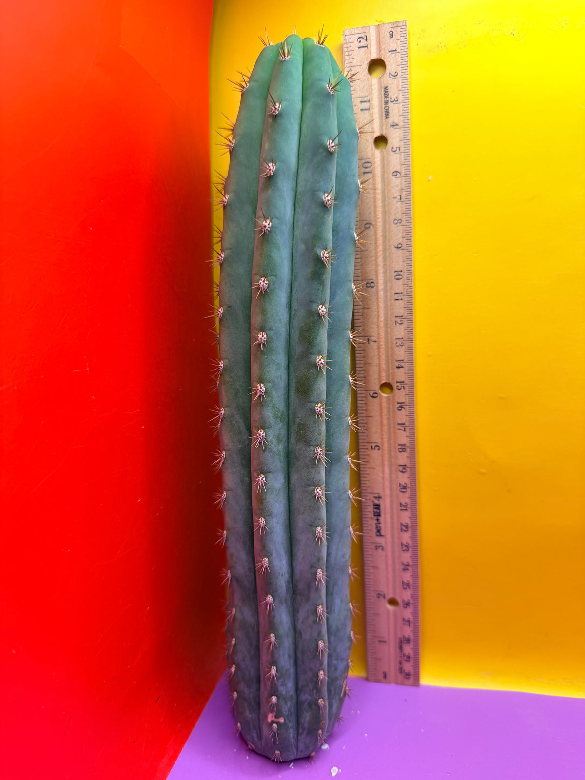 Cool San Pedro Cactus !