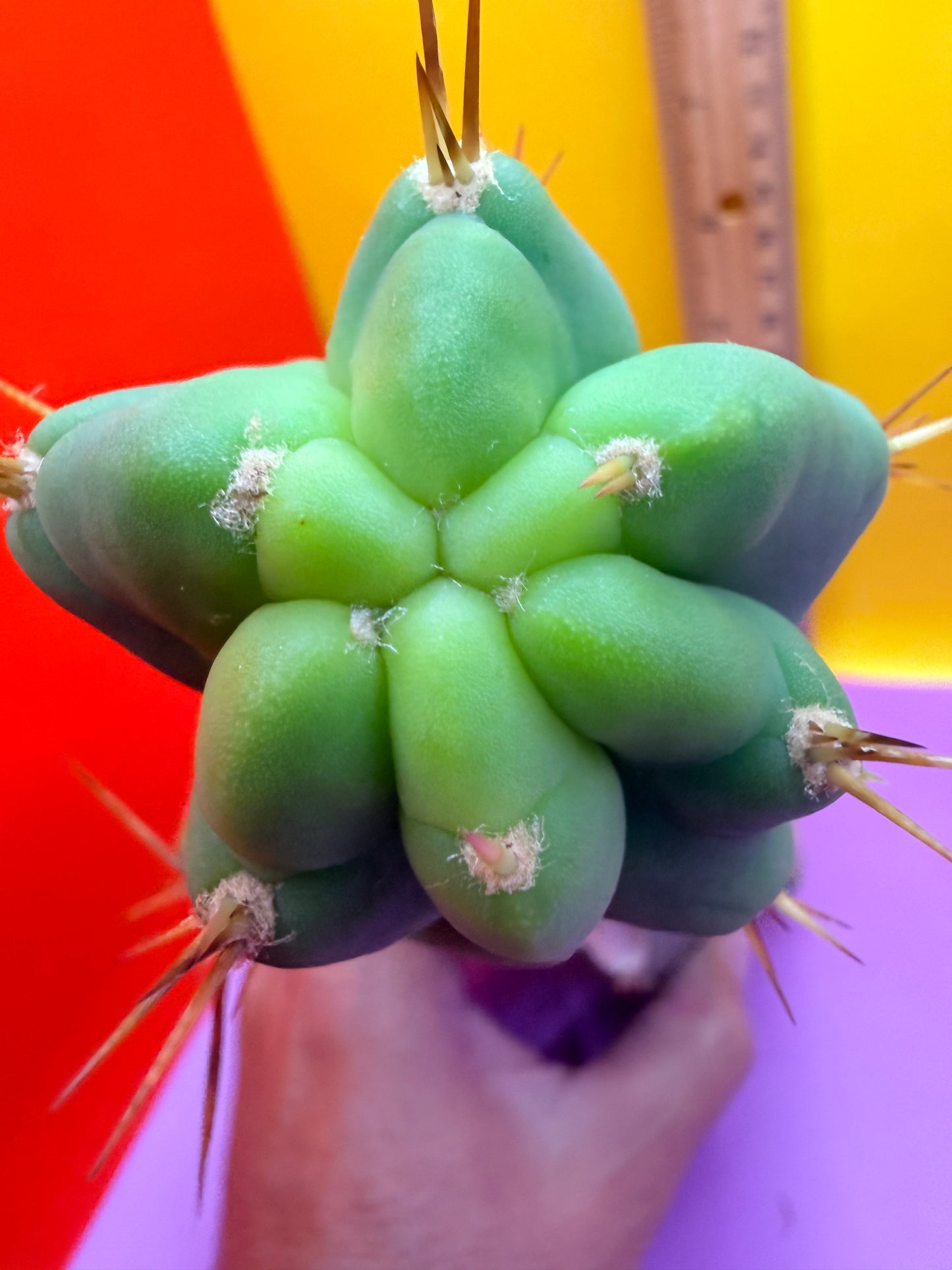 Reverted TBM A Graft