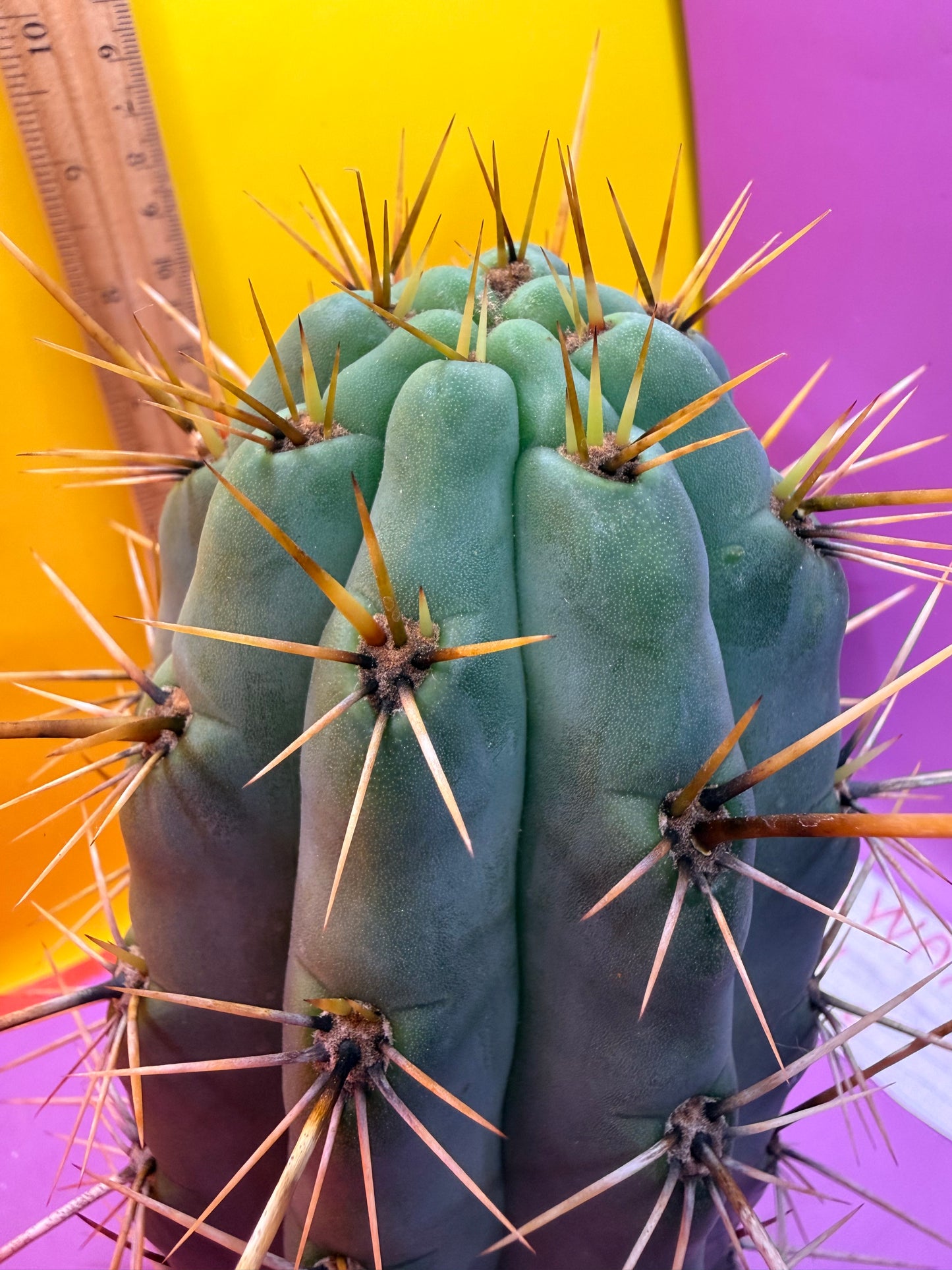 HUGE “SWAMP THING” 3.5”inches thick trichocereus Cultivar !! Super thick