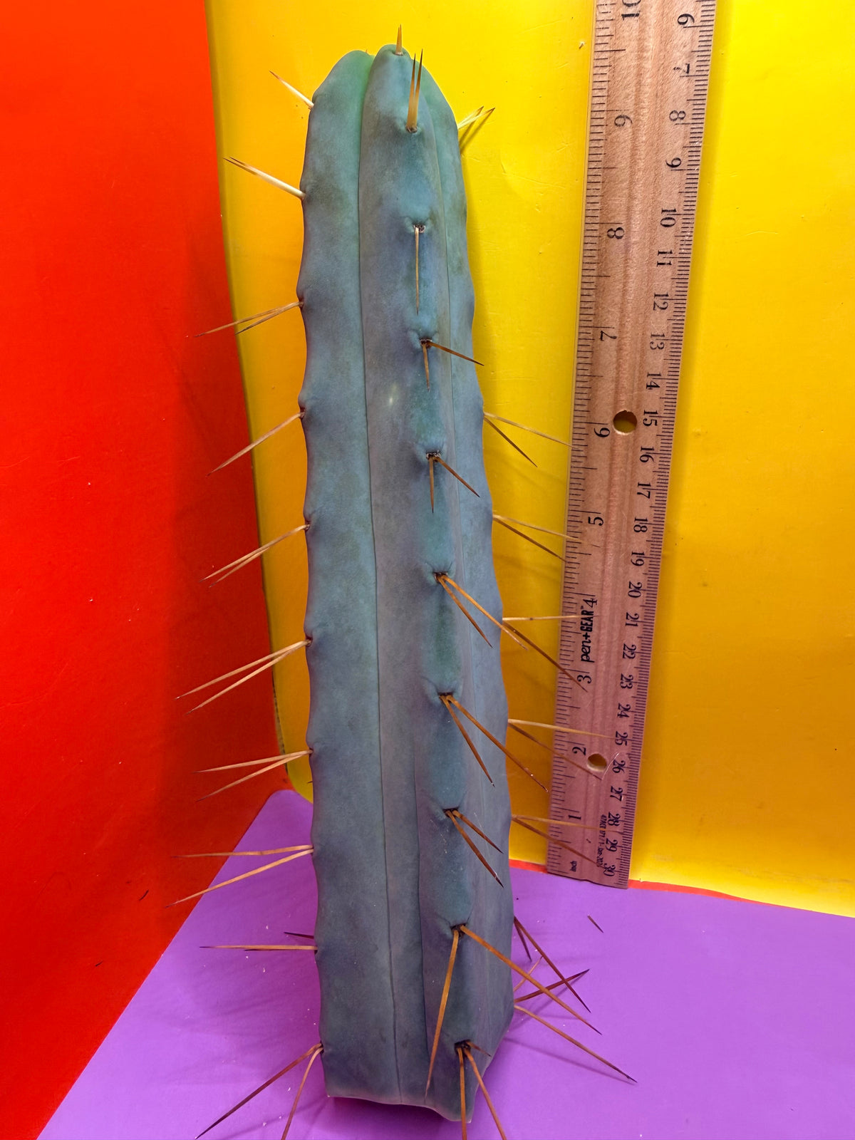 Jiimz Twin spine 4 wind - this exact one pictured