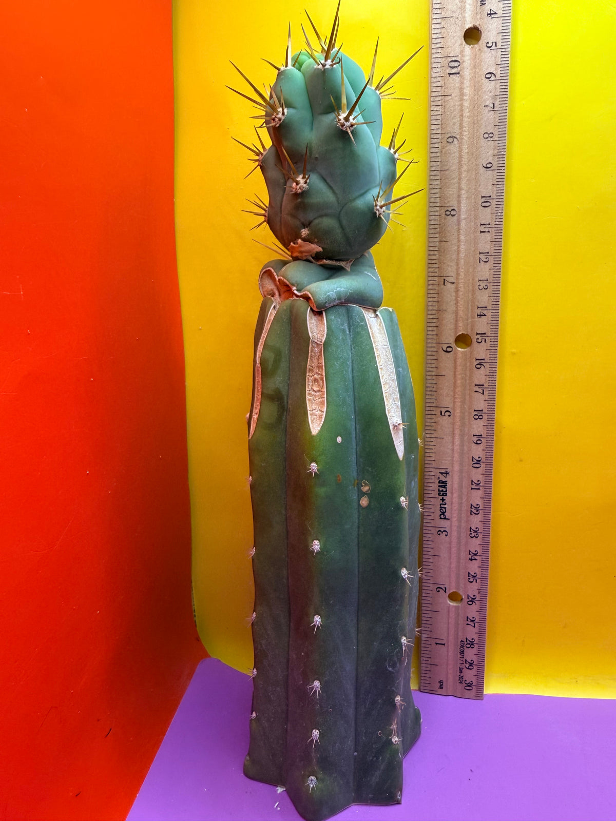 🐉 Bruce’s dragon graft