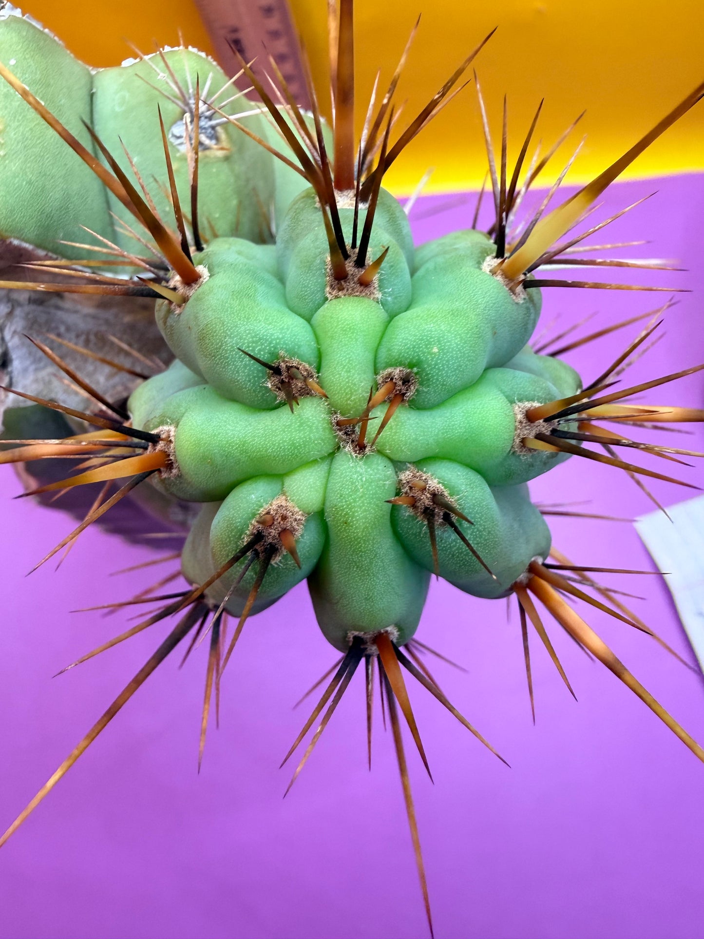 Swamp Thing Graft