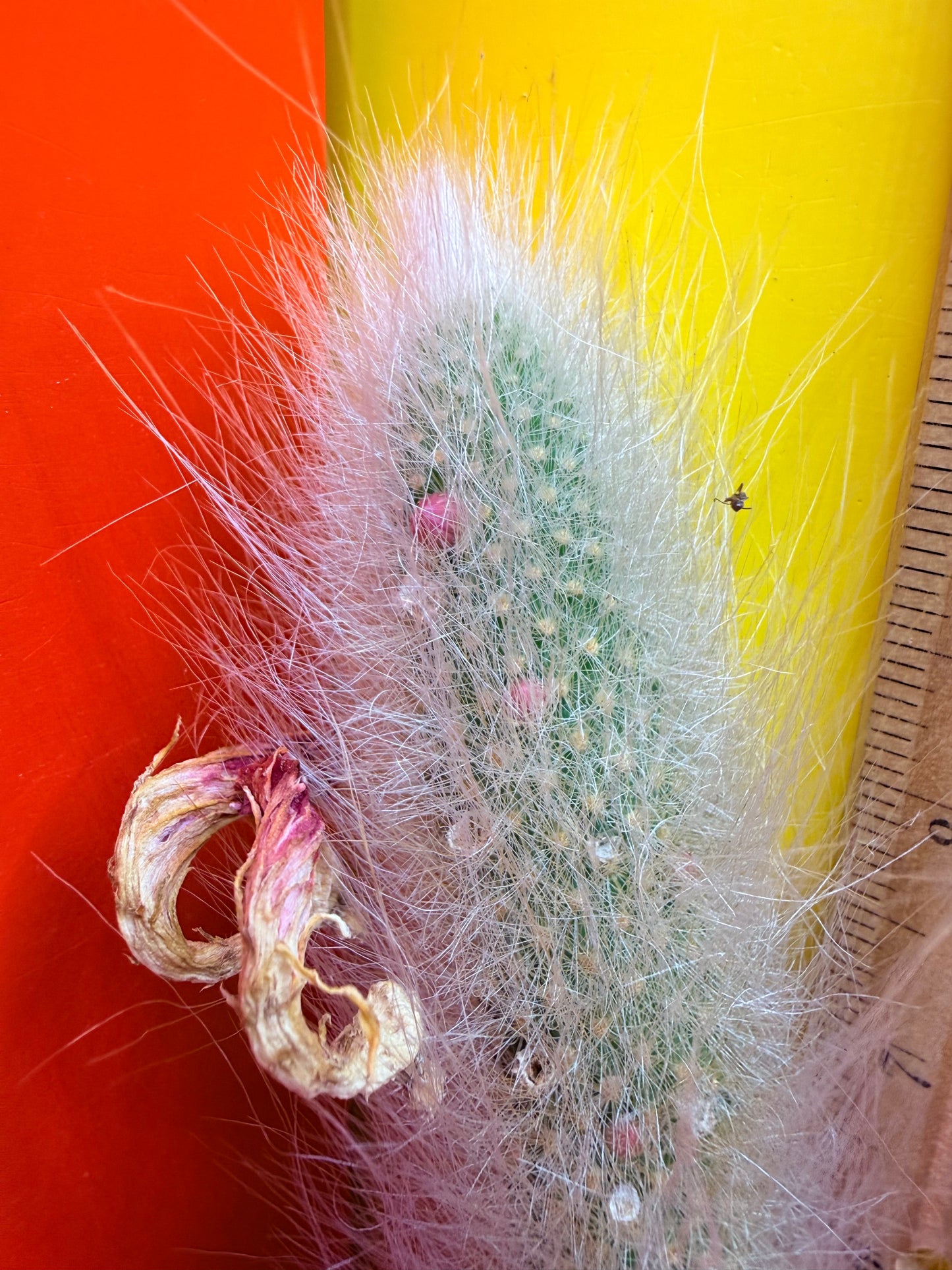 Monkeytail cutting !!!