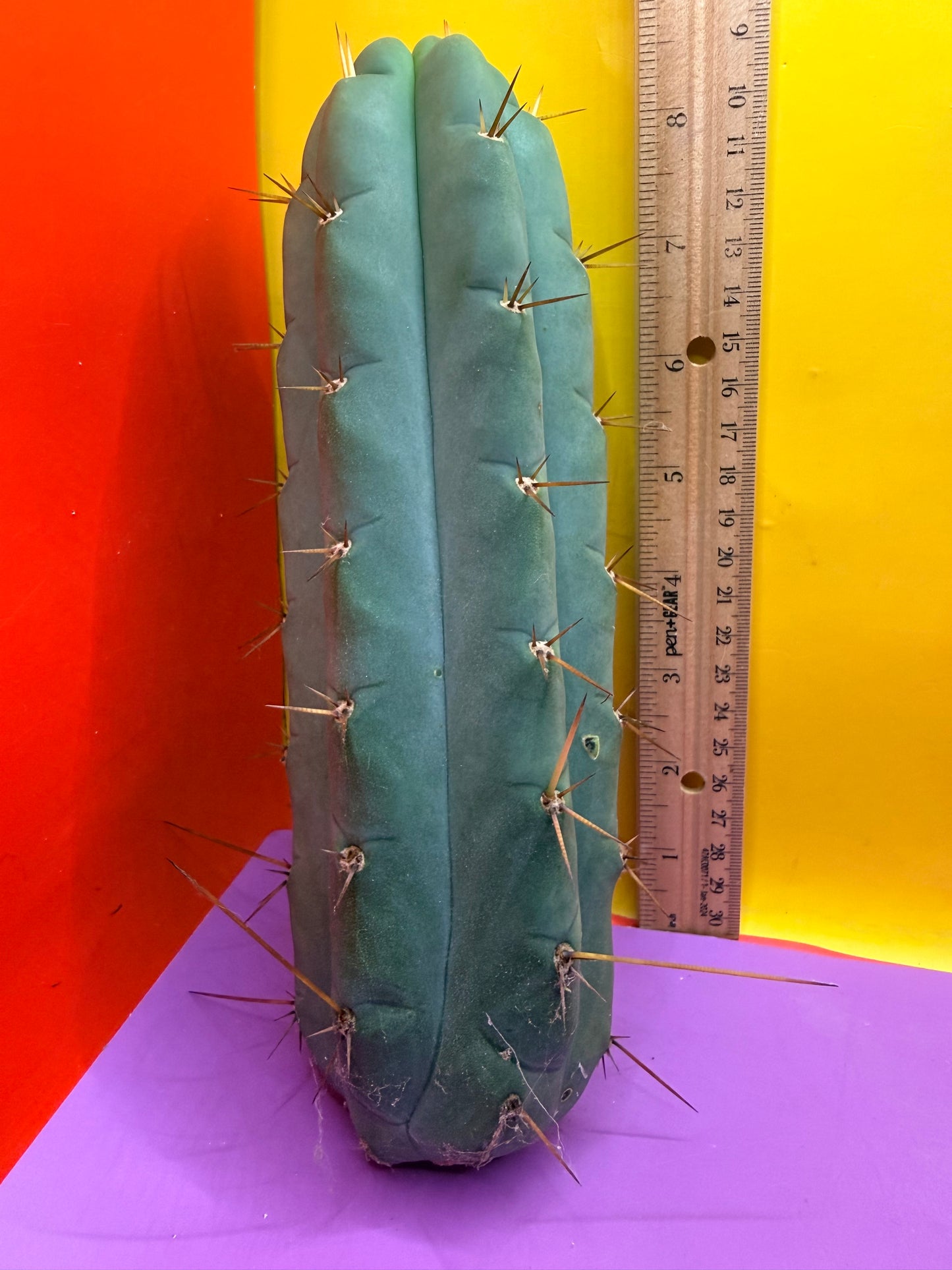 Yowie x Wowie cactus cutting