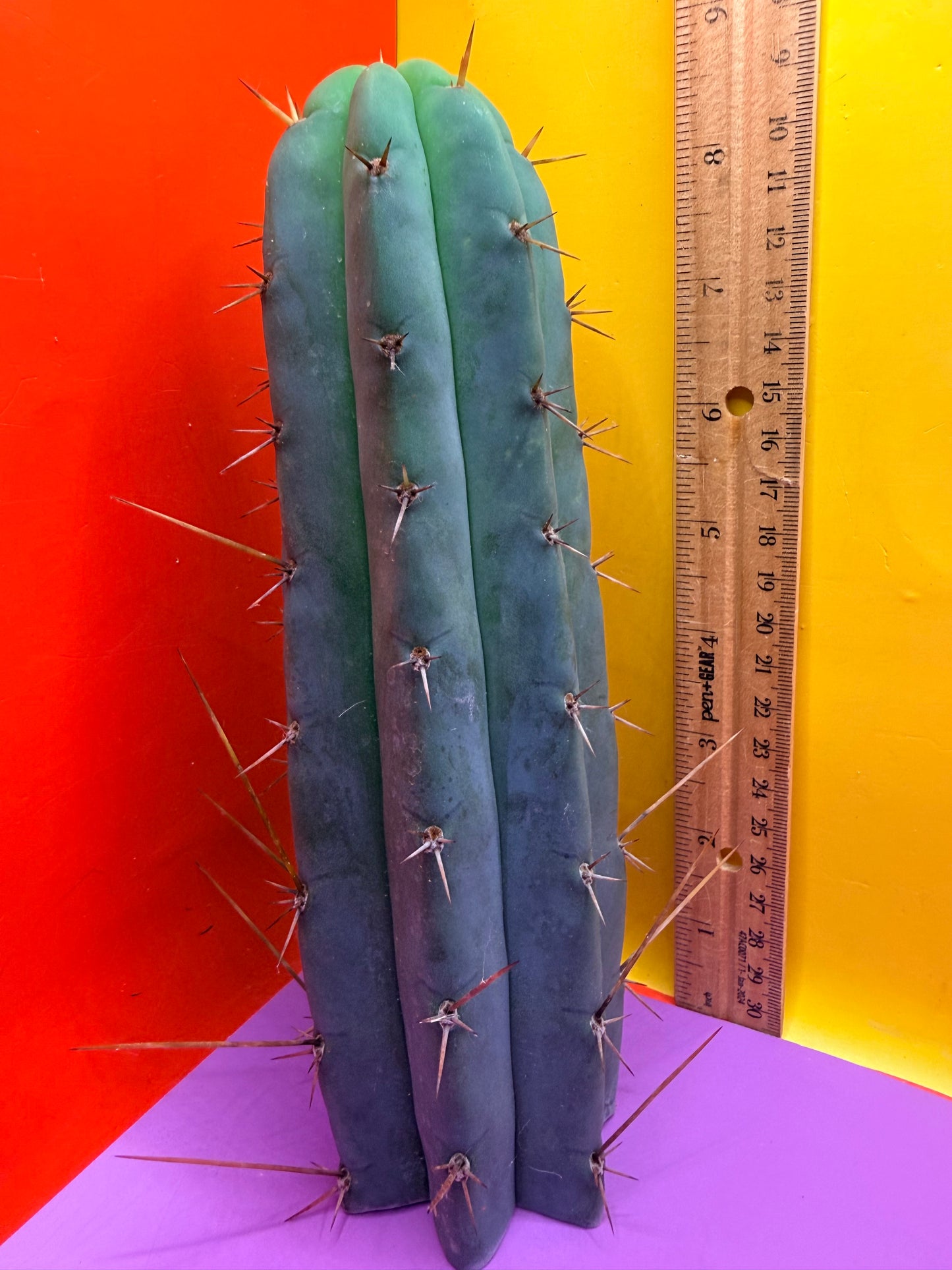 PALA  ! This exact cactus cutting of trichocereus