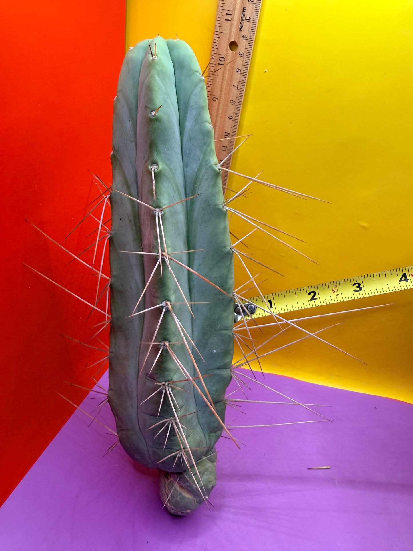 PALA REZ 🌶️!!