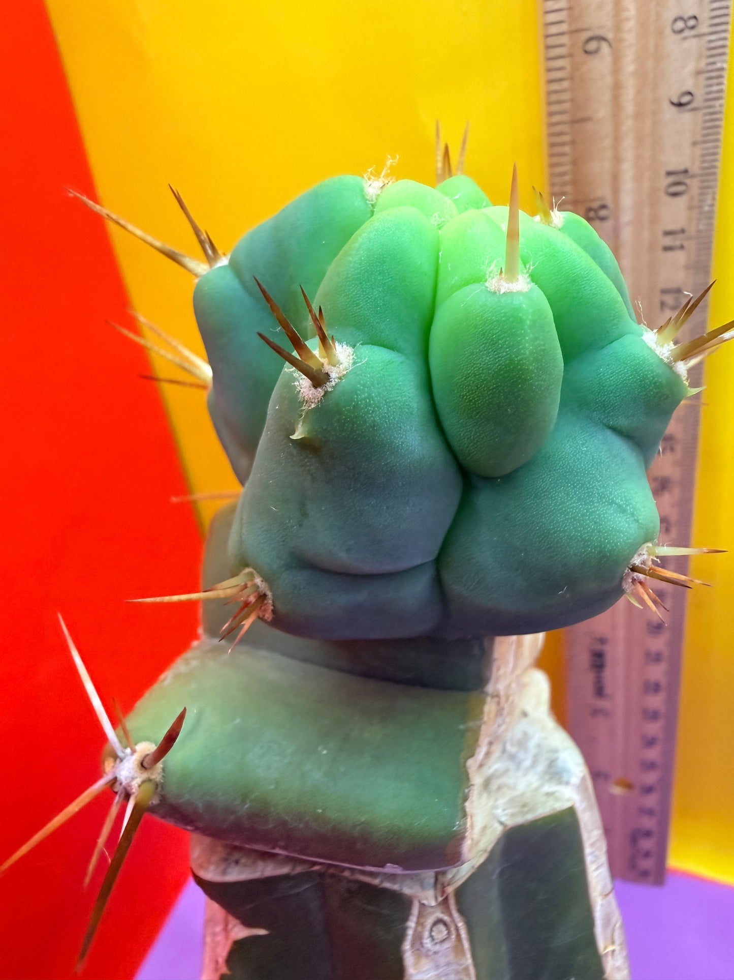 Reverted TBM A Graft