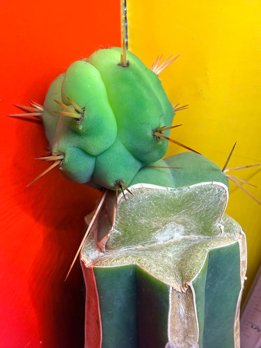 Cactus Kate Bridgesii Graft