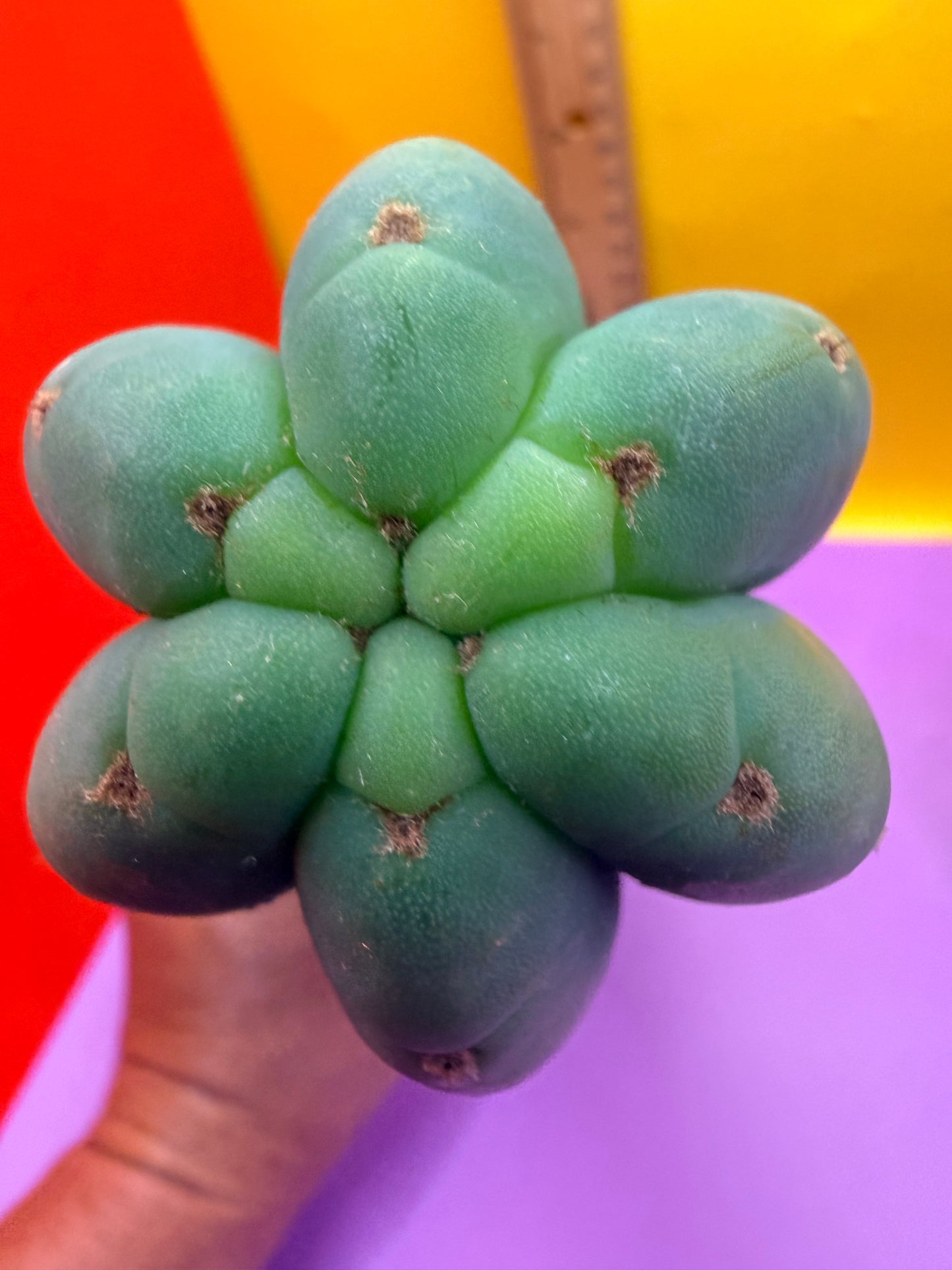 “CAHUILLA” !