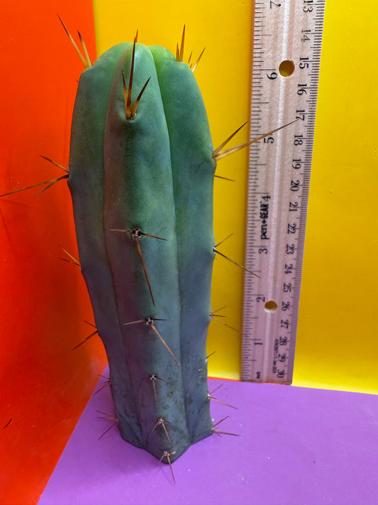 SON OF RON bridgesii