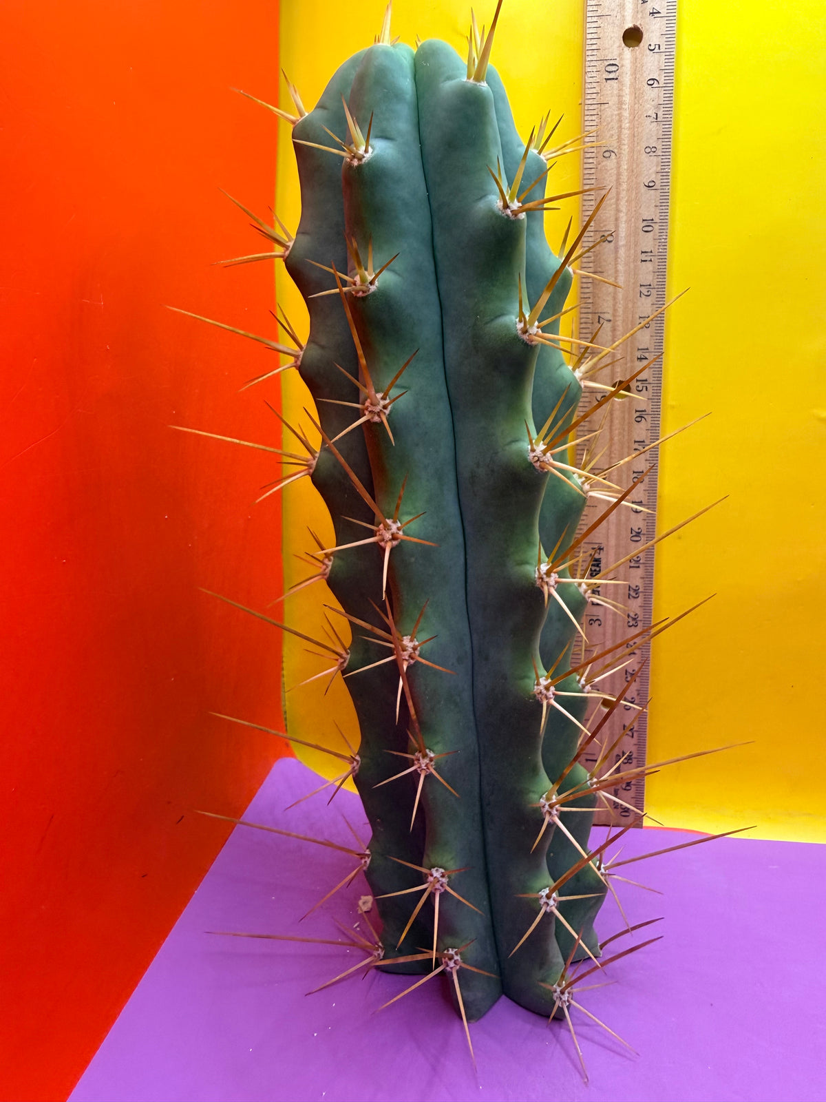 Reverted PENiSCACTUS !!! Longform tbmA