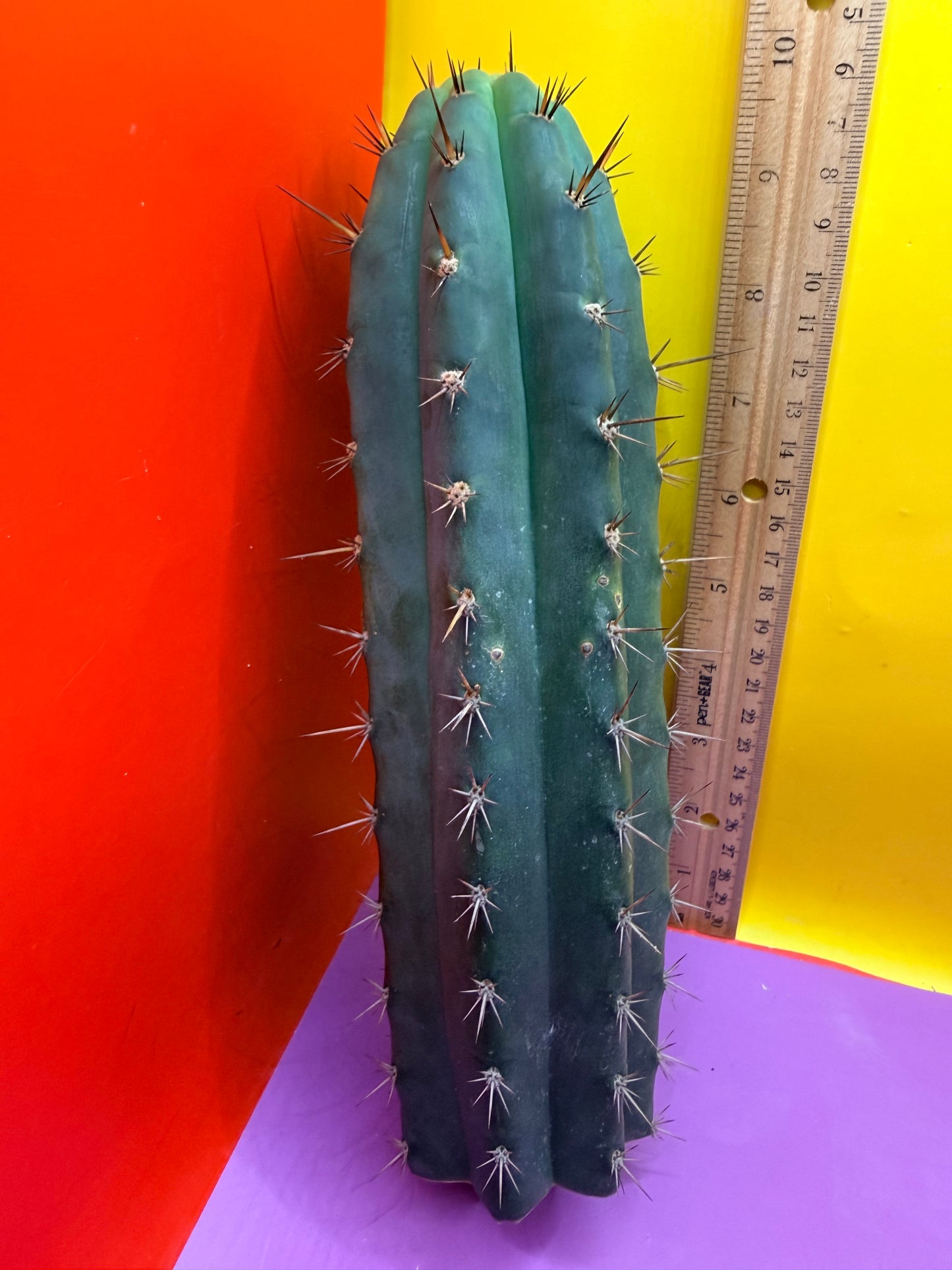 “RC’s T.P. 🧻”  trichocereus peruvianus !!
