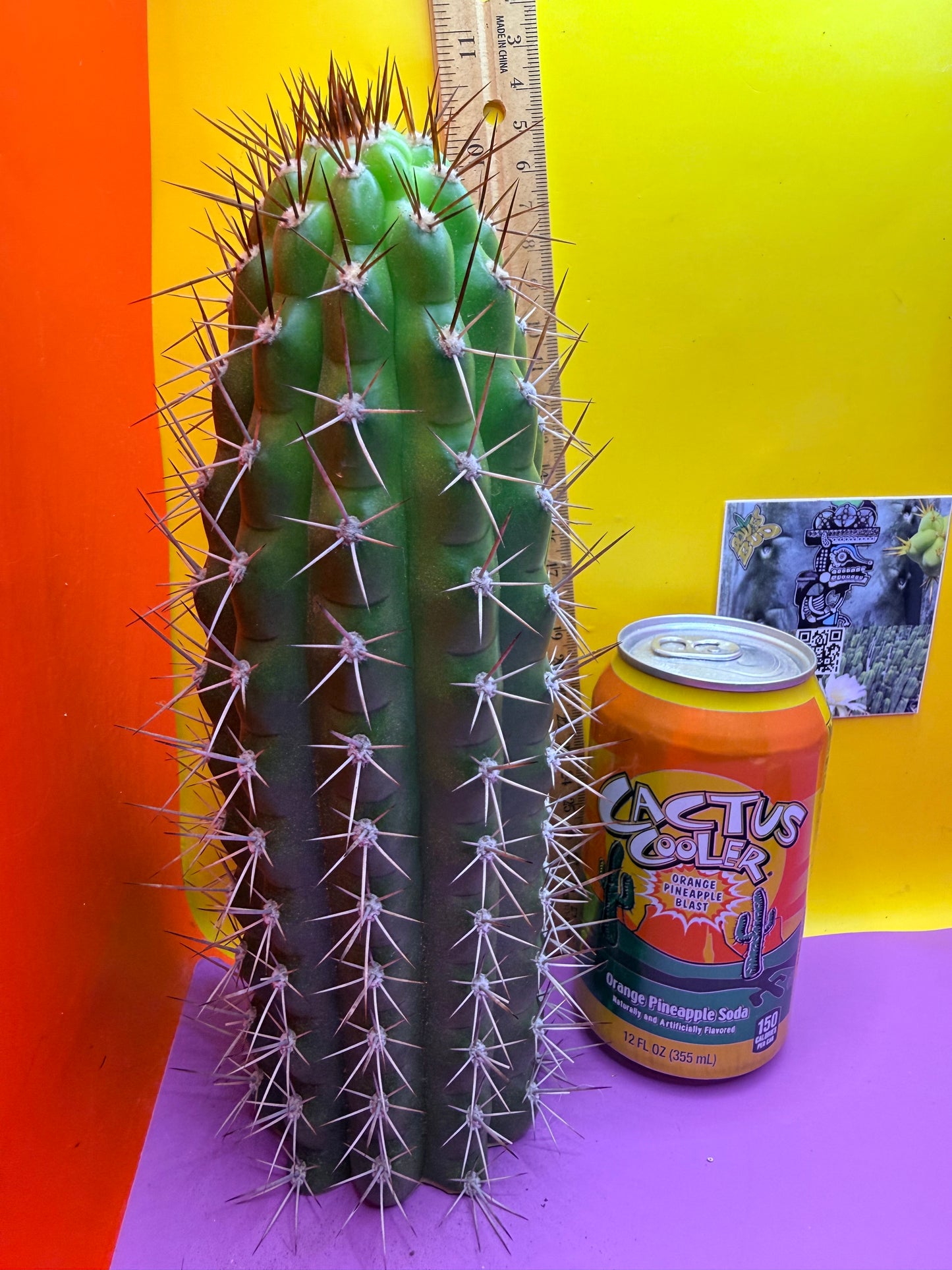 Trichocereus thelegonus
