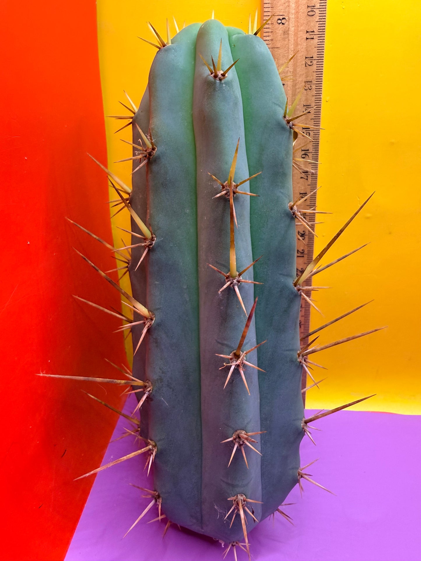 TIG X YOWIE- SAN pedro cactus