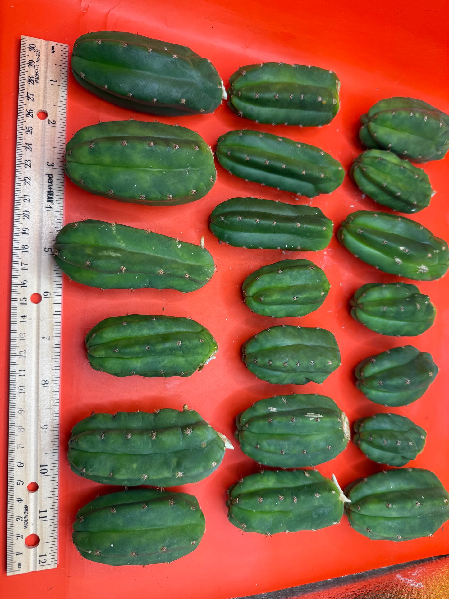 Small San Pedro cactus !!