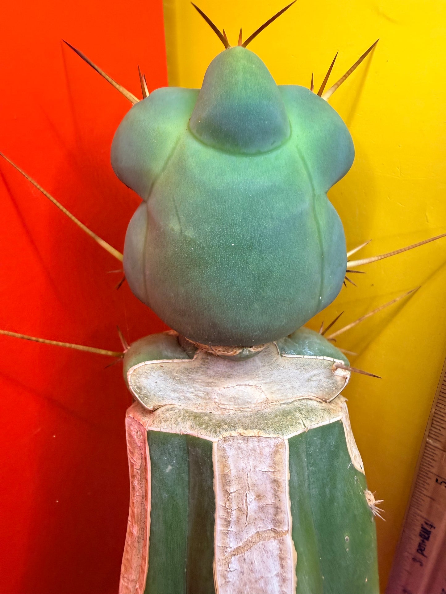 “EL SERPIEÑTE” unique Melty Growth !!