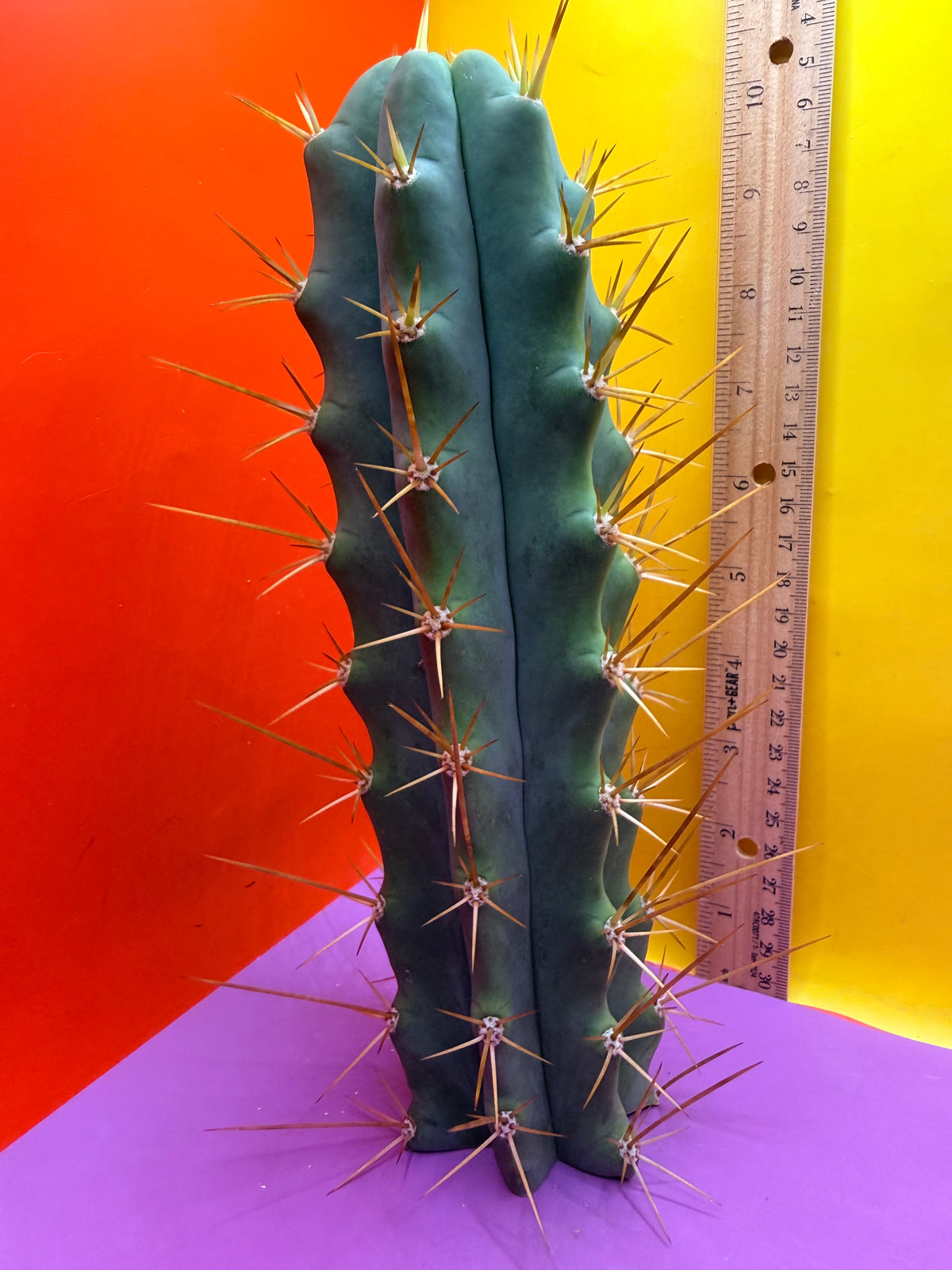 Reverted PENiSCACTUS !!! Longform tbmA