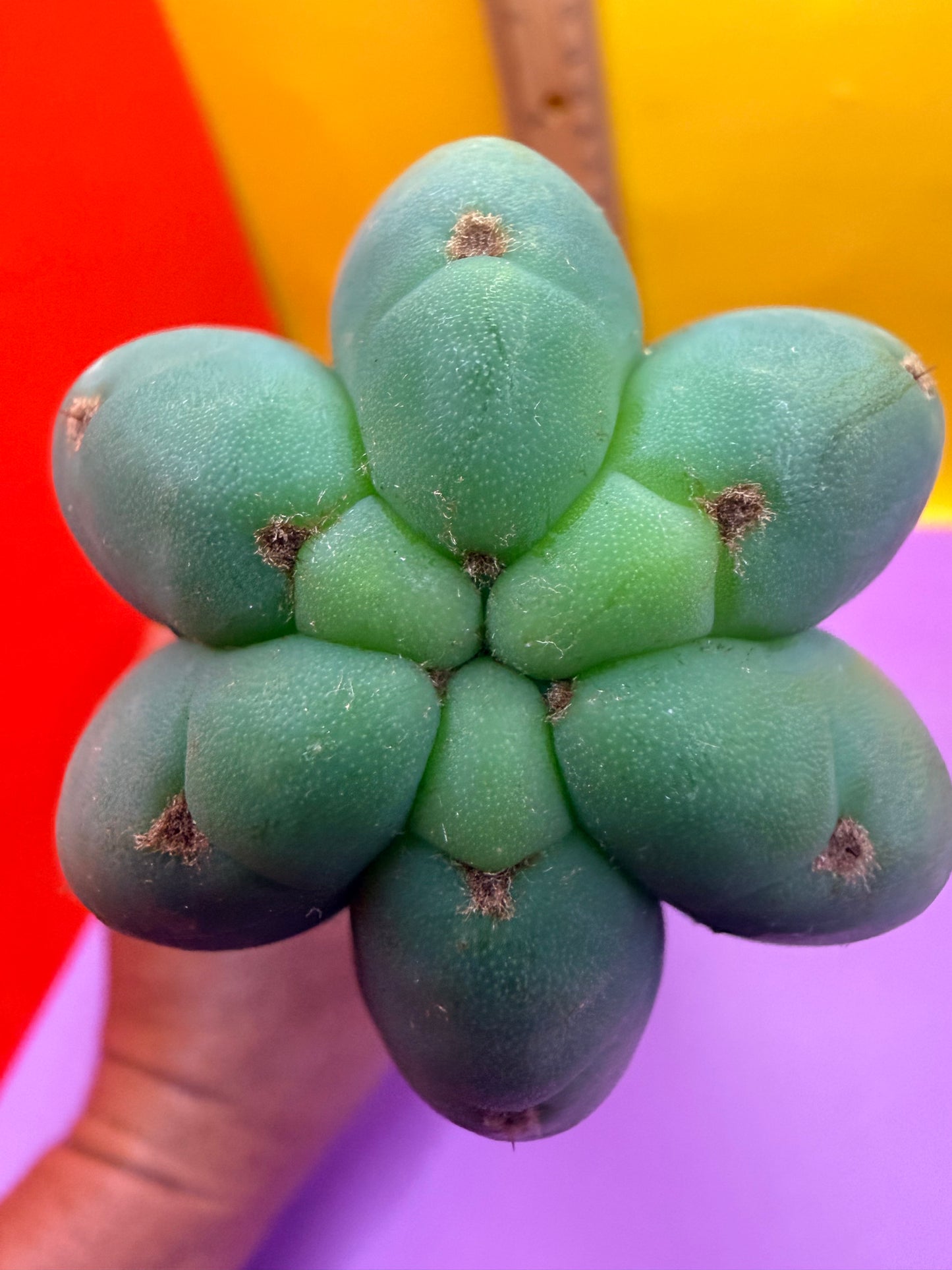 “CAHUILLA” !
