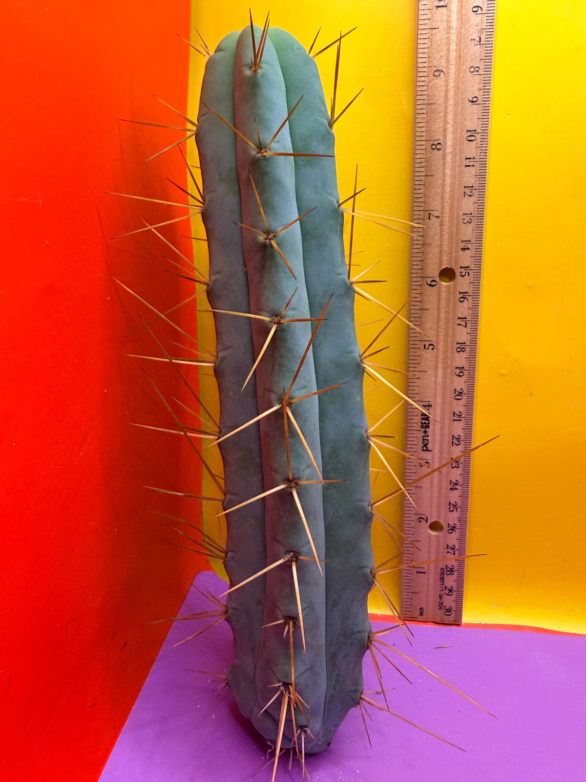 Kactus Kate Bridgesii