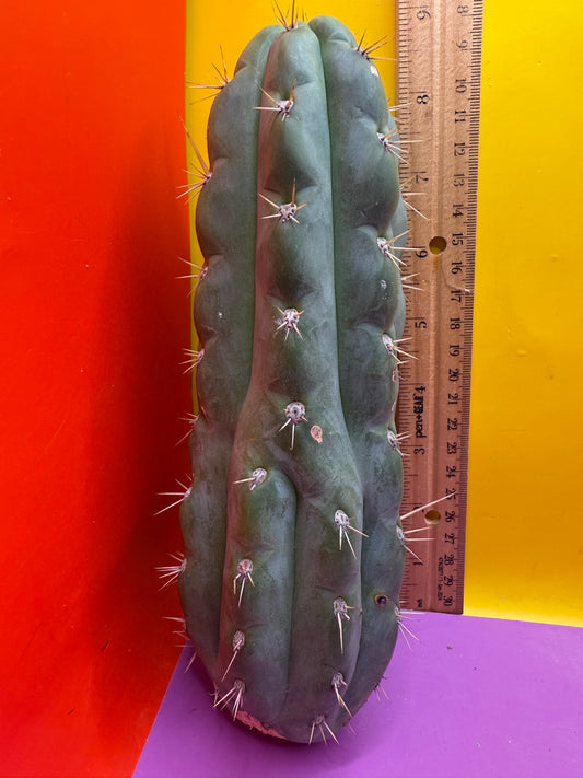 SSO3 Trichocereus knuthianus