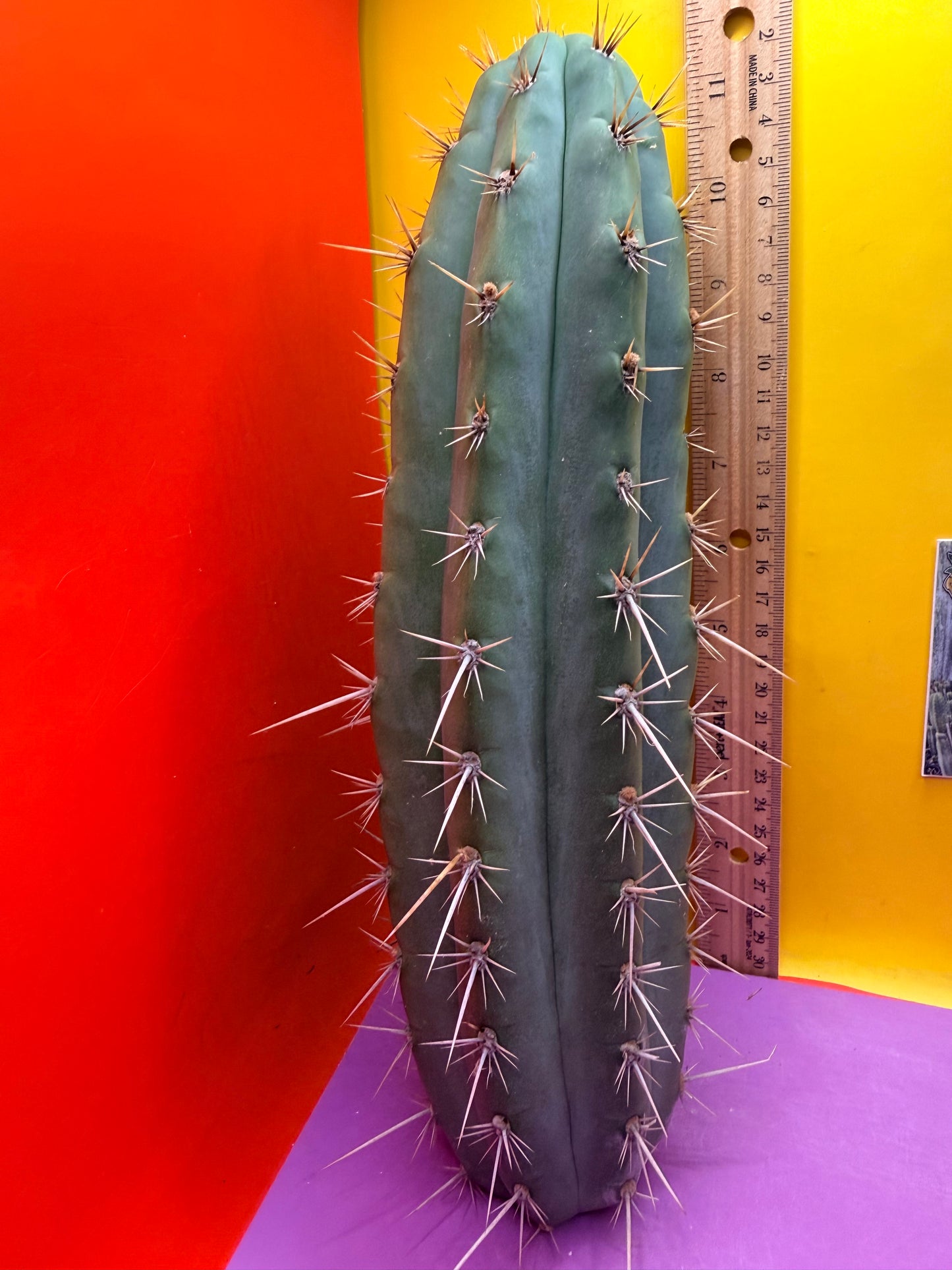 Trichocereus Puquiensis - cv “Linda”
