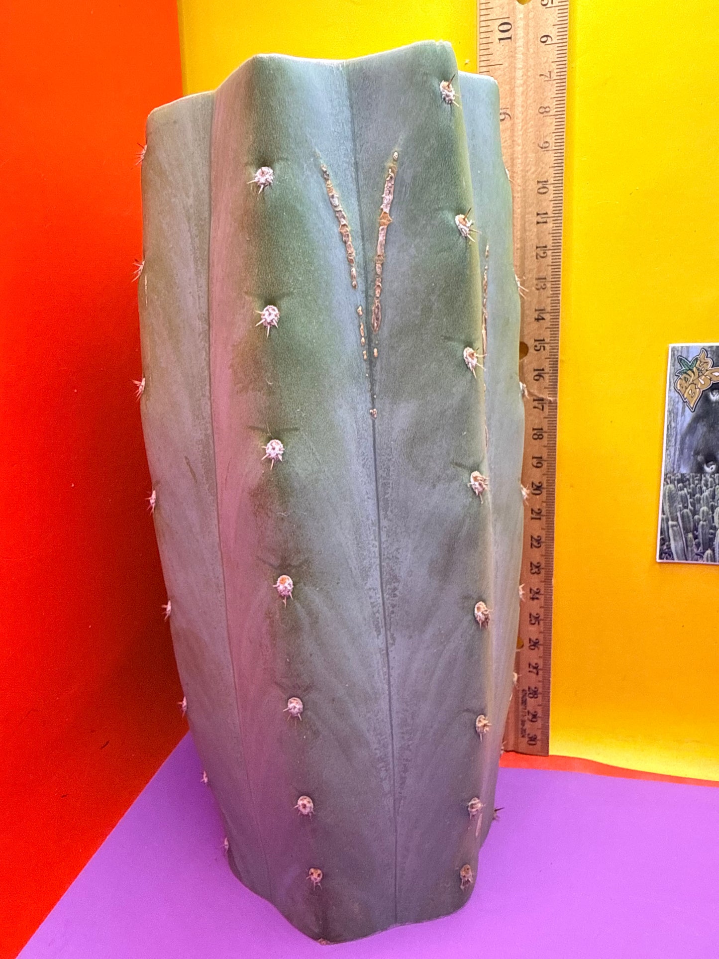 Blue Juules Giant !
