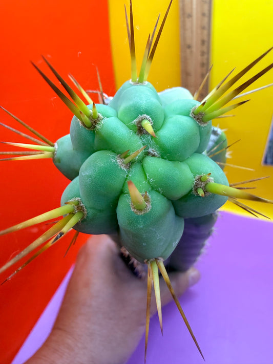 Reverted TBM A Graft