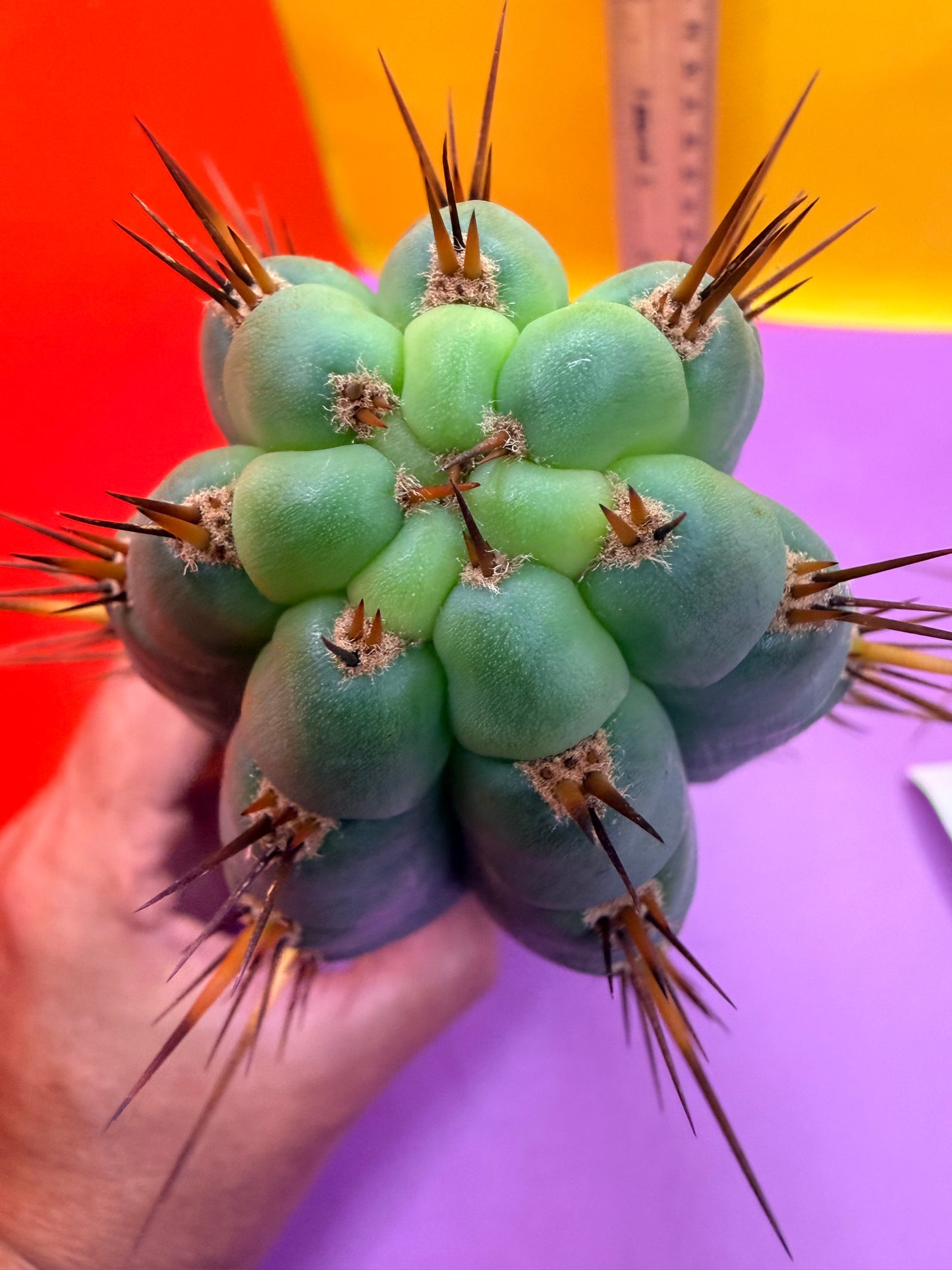 “RC’s T.P. 🧻”  trichocereus peruvianus !!