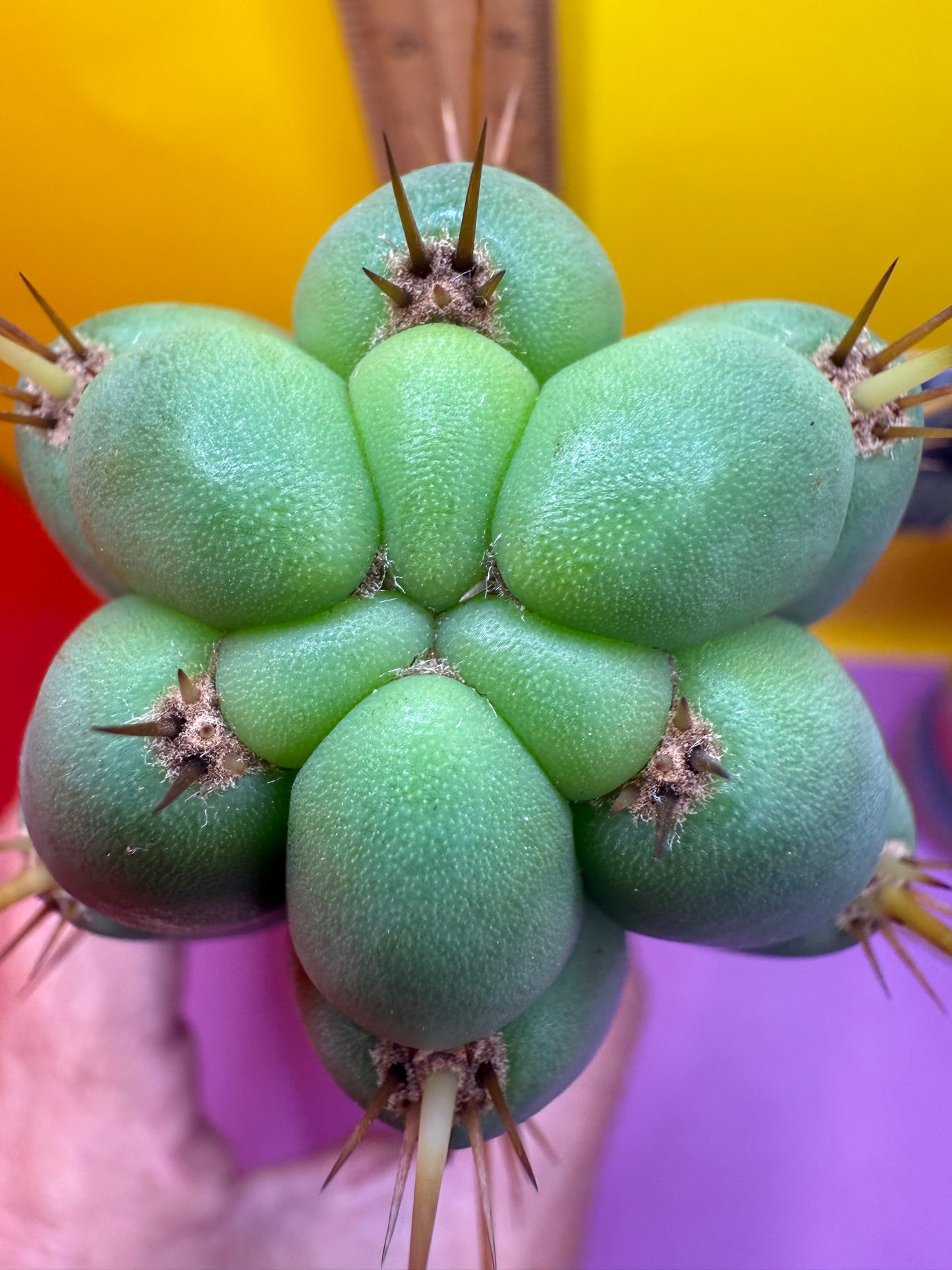 Trichocereus Bridgesii SS02 O.P. !