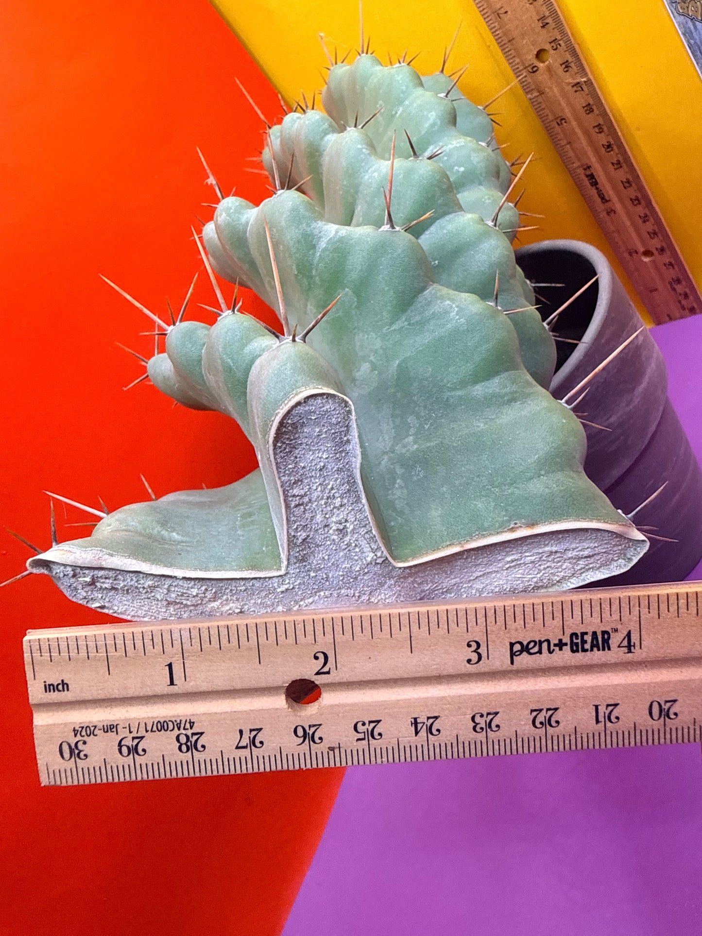 SPIRAL 🌀 CACTUS 🌵!!!