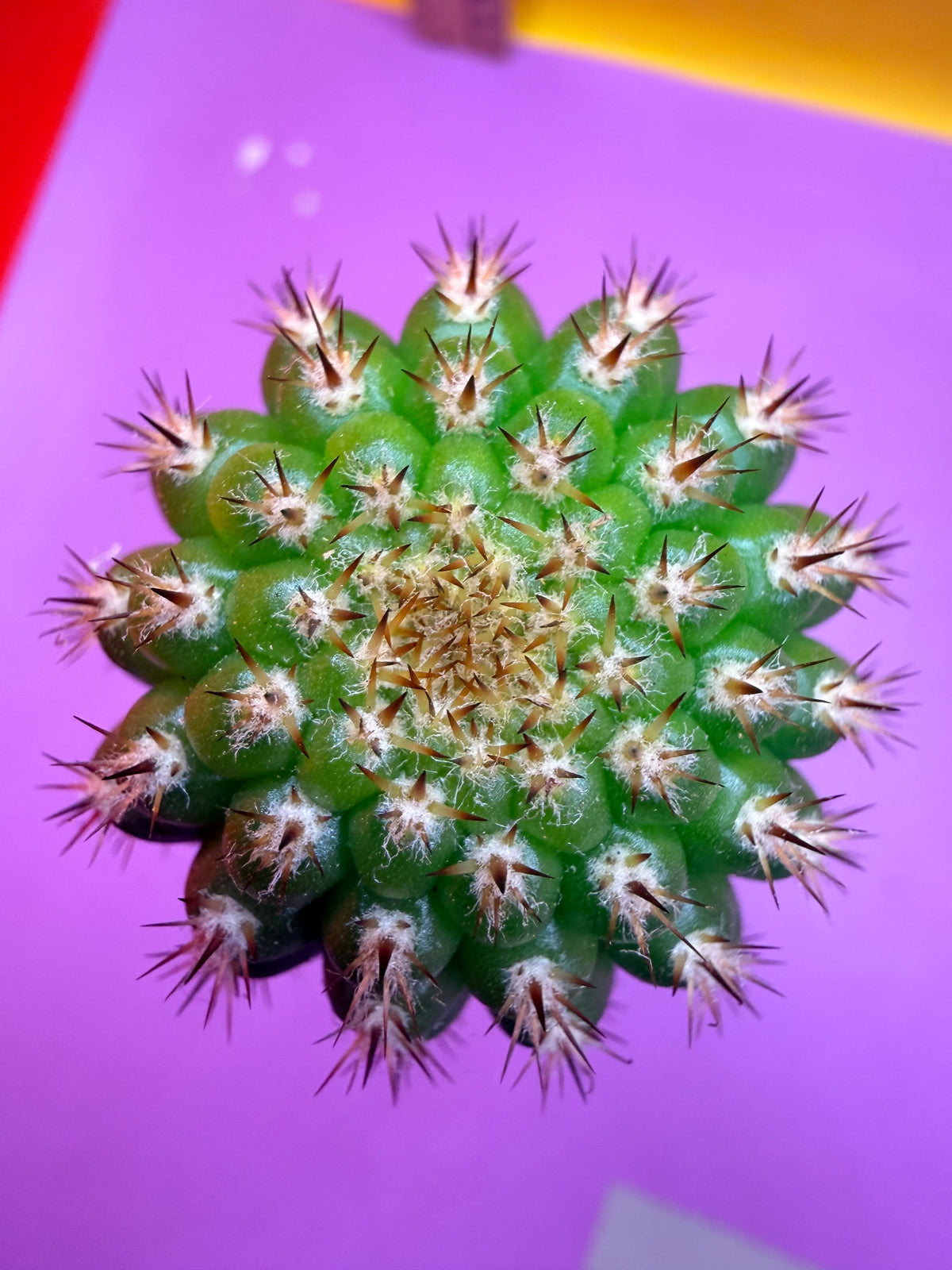 Trichocereus Brevispinulosus