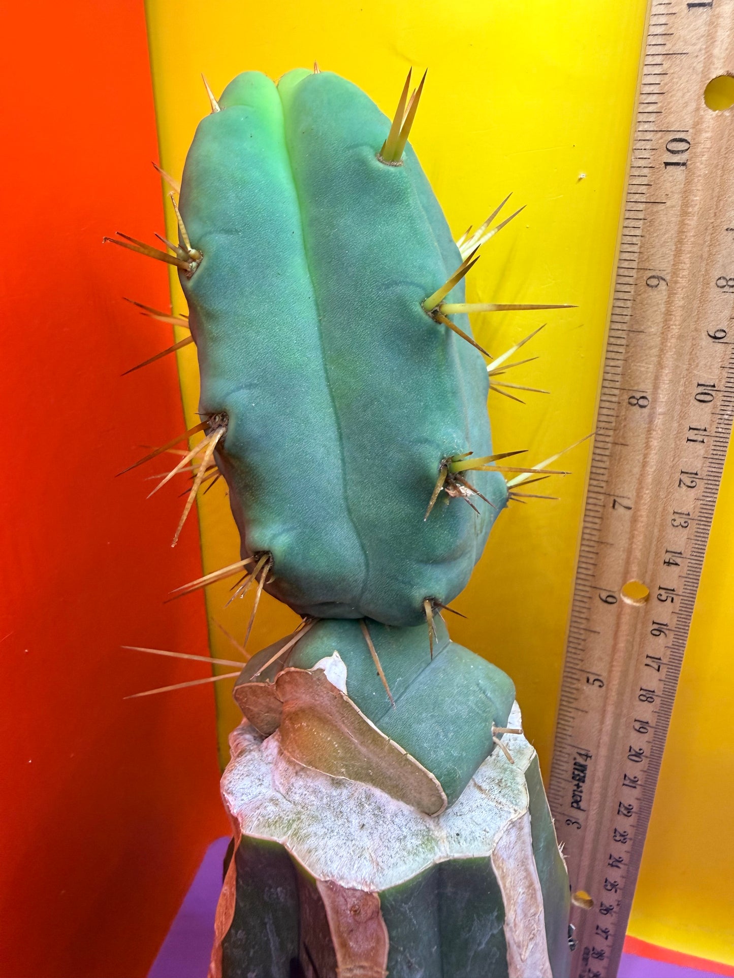 “Jimzz twin spines” grafted cactus