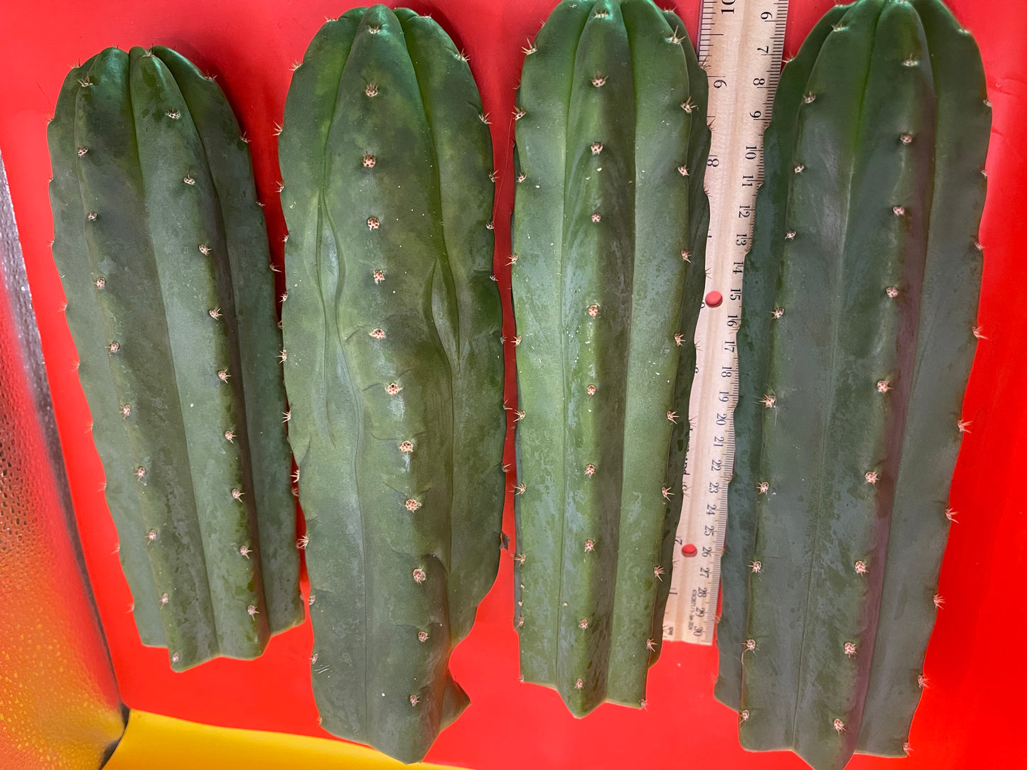 San Pedro Cactus cutting - Medium 8”-10”ready to ship !