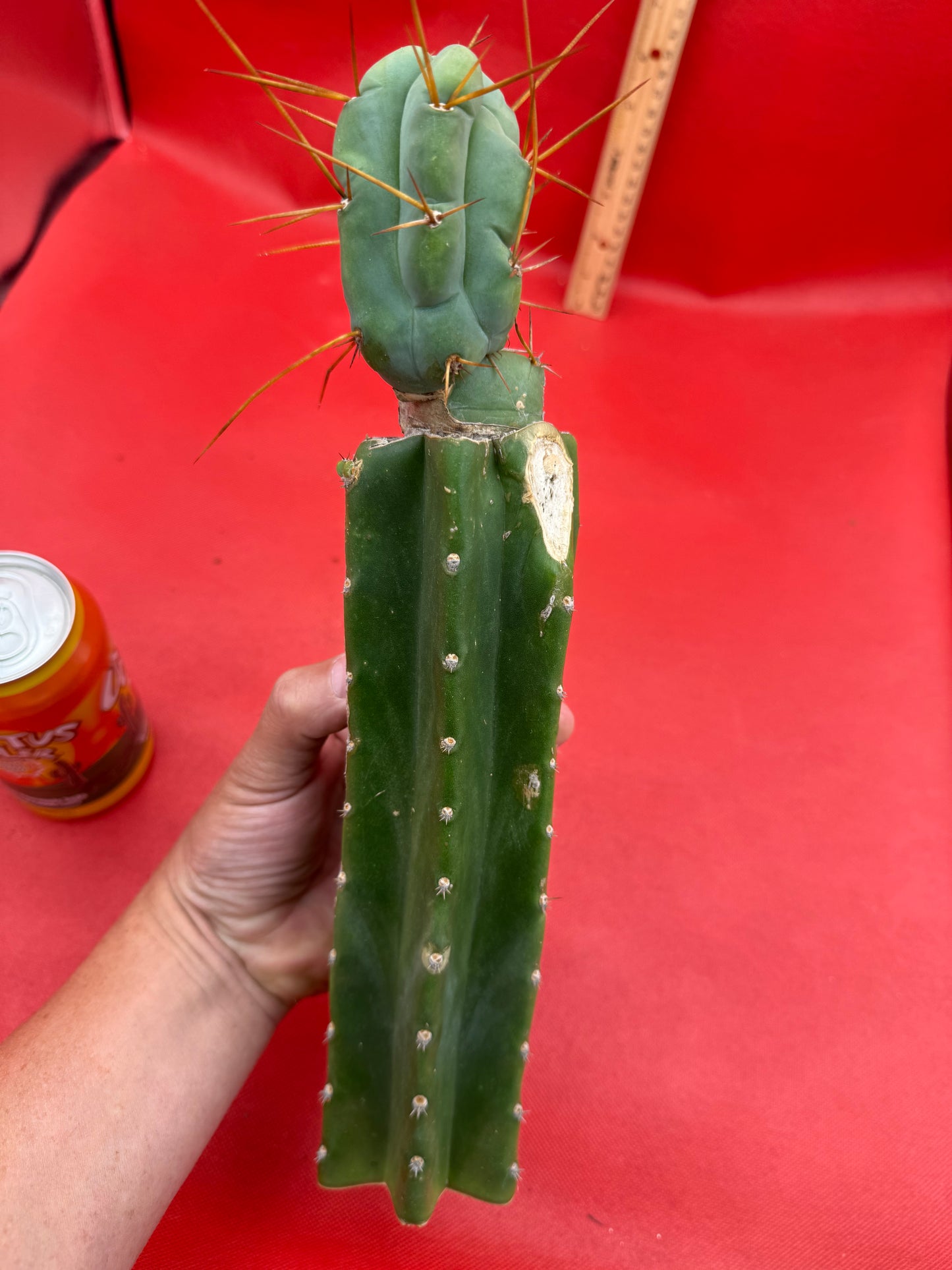 Grafted El Serpieñté