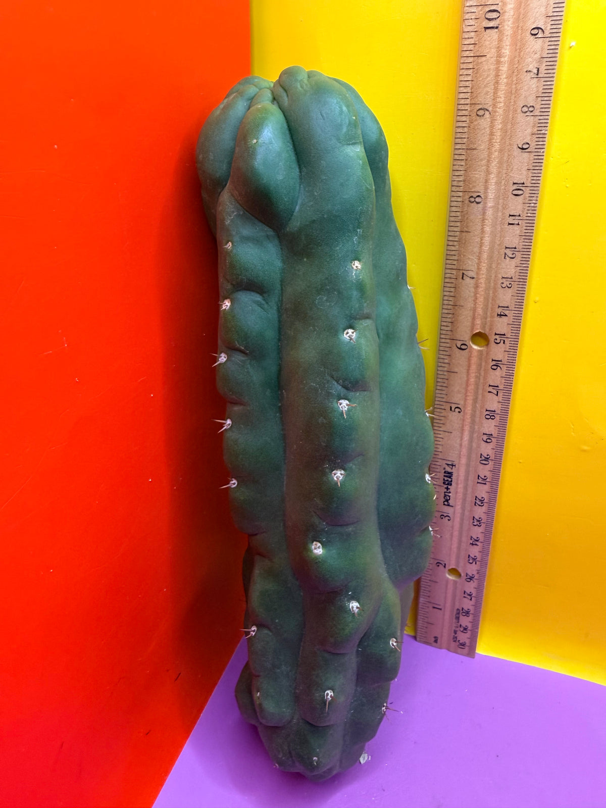 Monstrose San Pedro cactus - TPM !