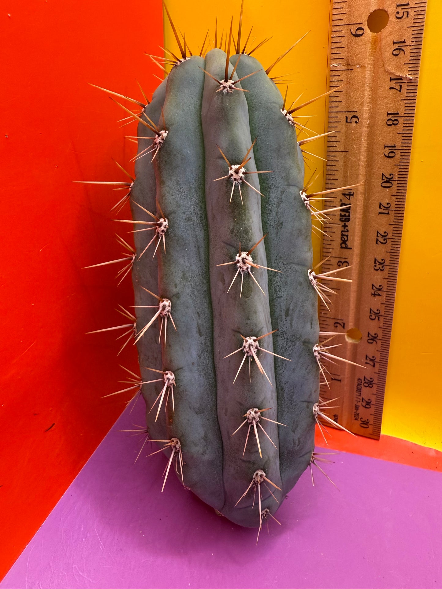 Trichocereus Matucana !