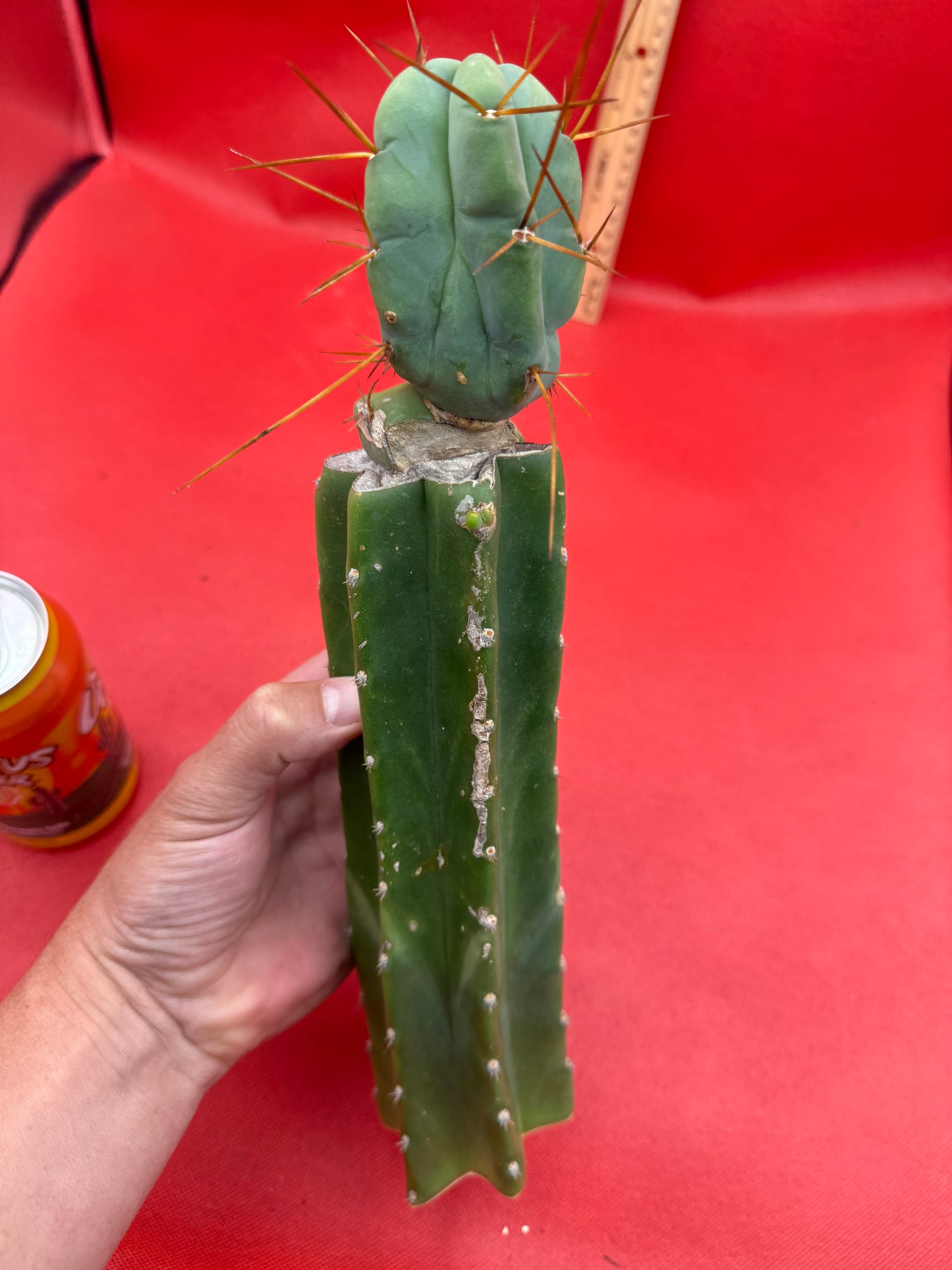 Grafted El Serpieñté