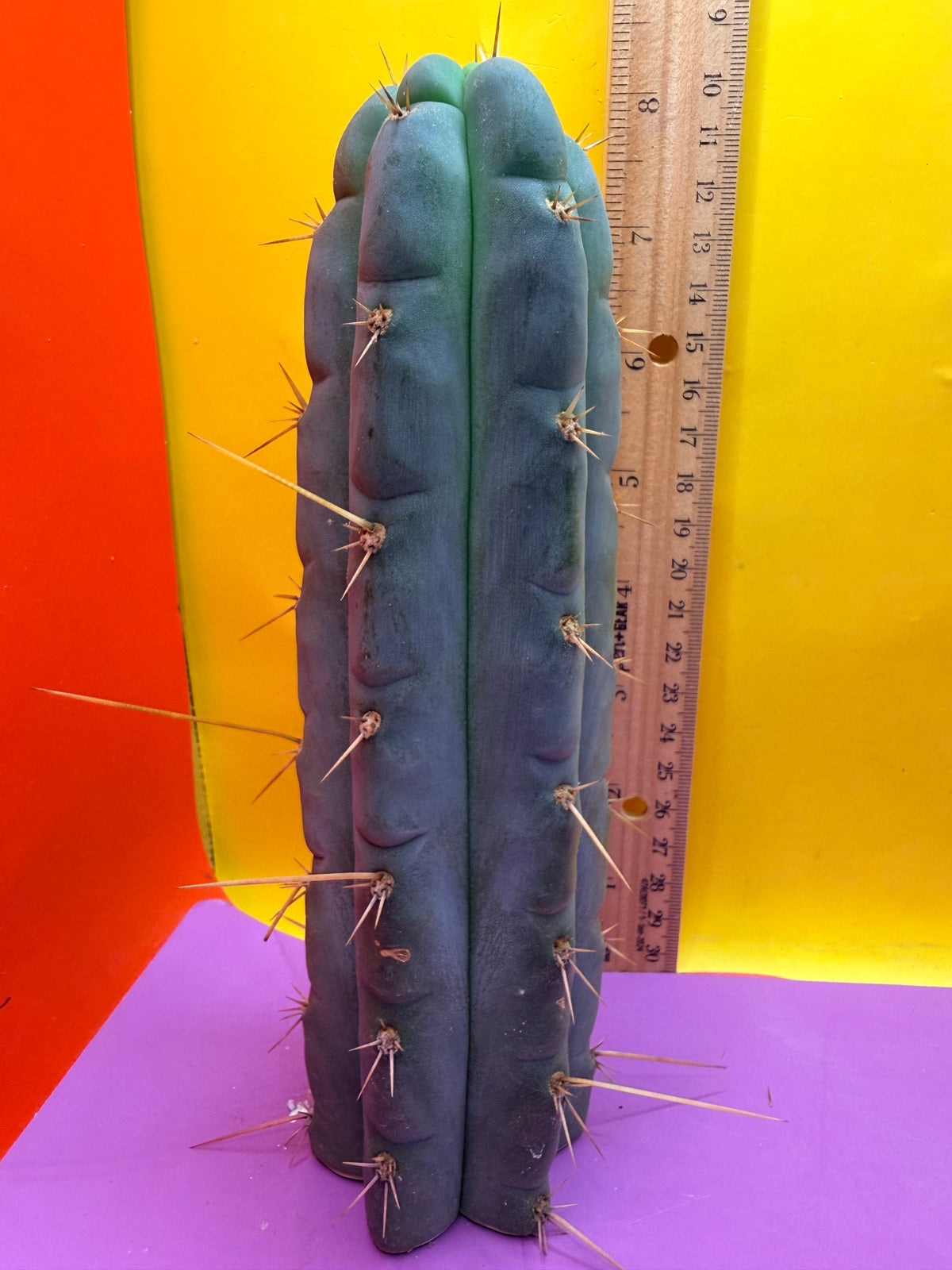 Kimura’s Spiny Giant X SS02
