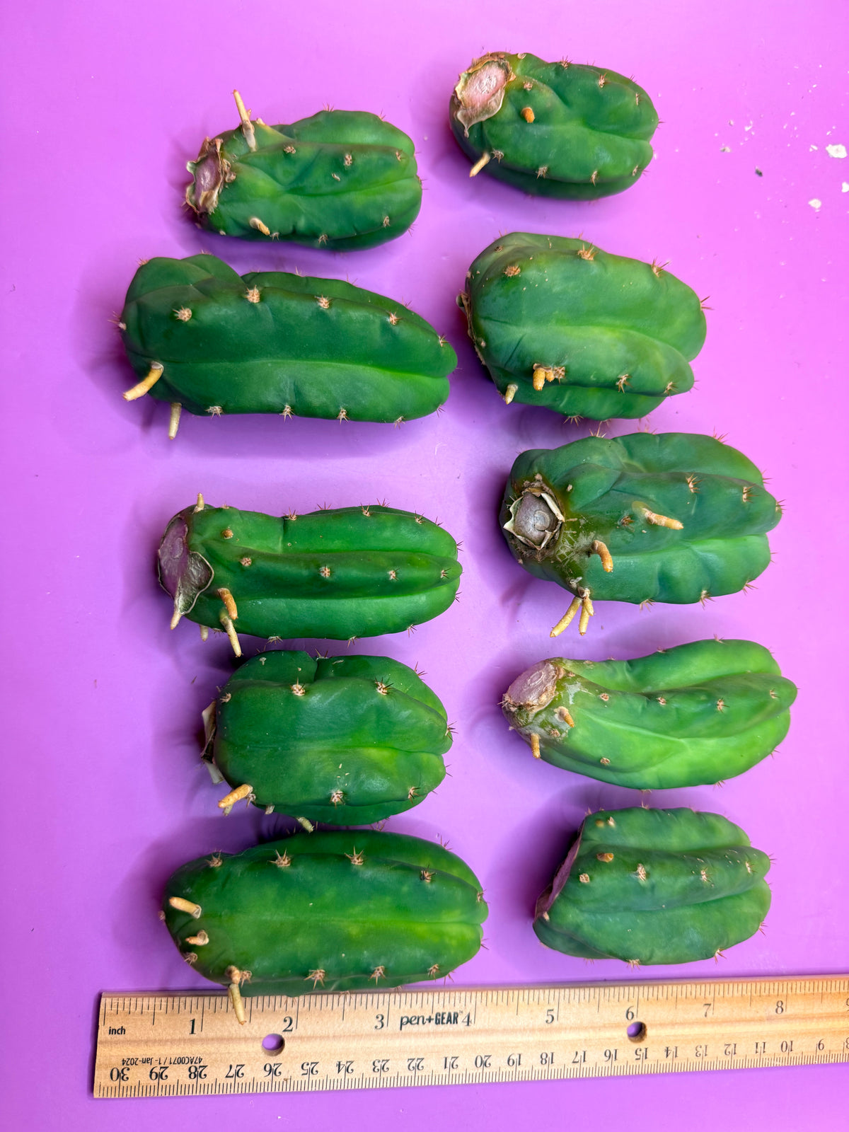 10 pack Rooted San Pedro cactus 🌵 Pups !