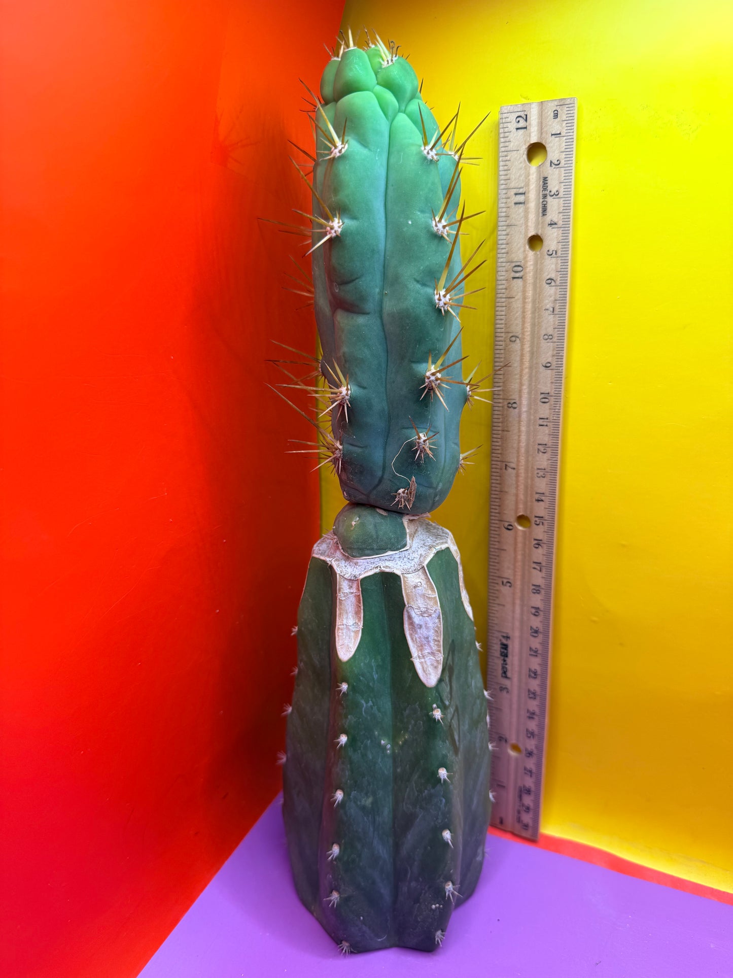 Grafted Bruce’s Dragon