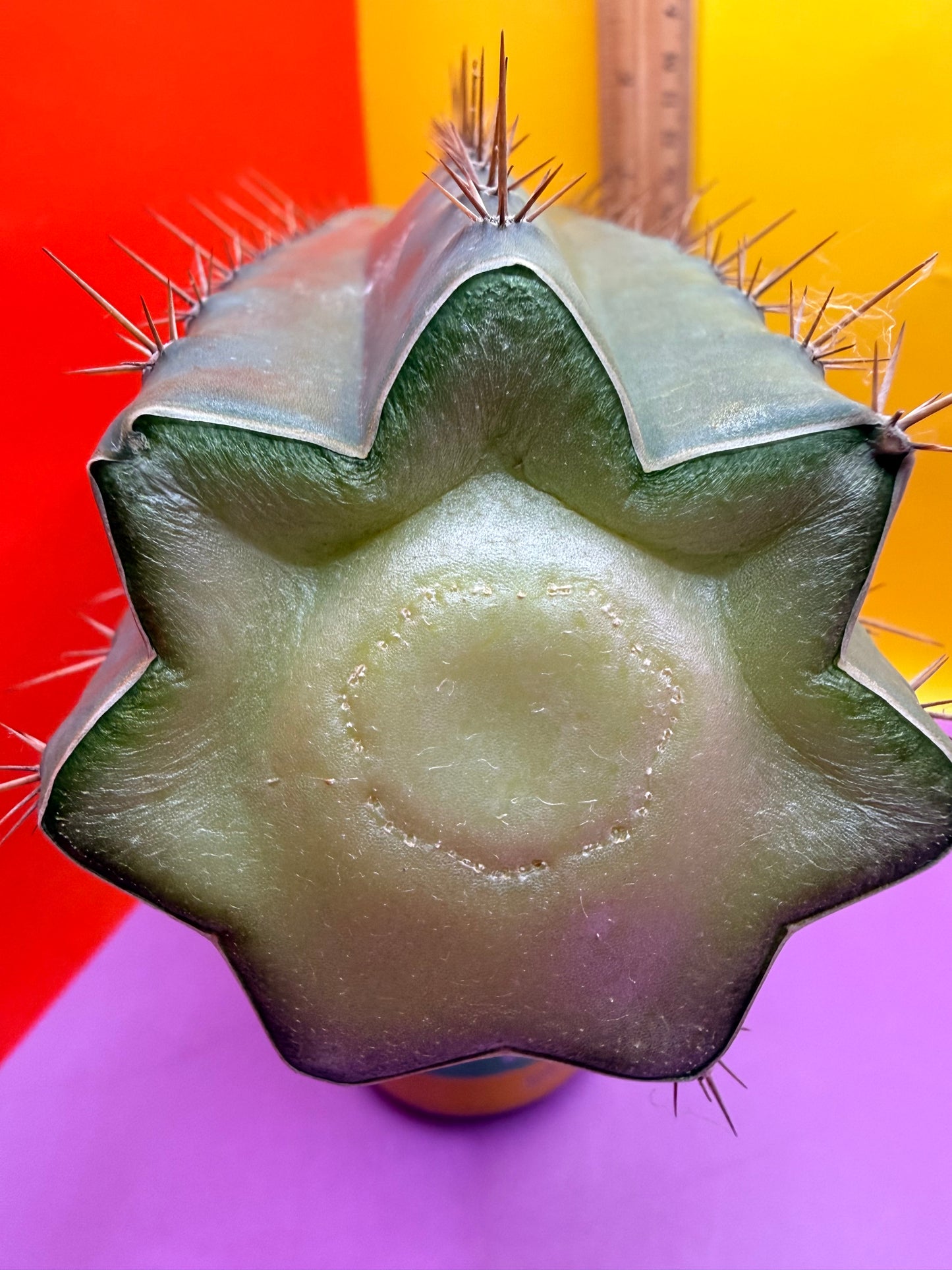 “RC’s T.P. 🧻”  trichocereus peruvianus !!