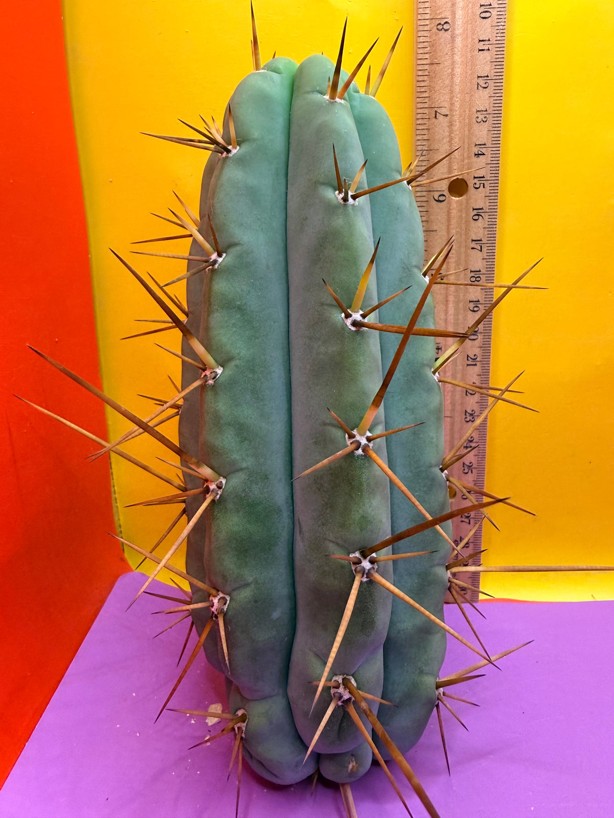 PALA  🌶️🌶️! This exact cactus cutting of trichocereus