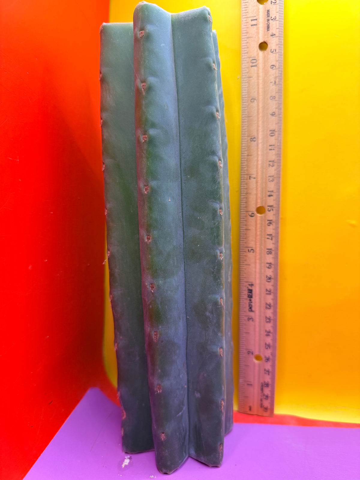 Mature Cahuilla cactus Mid section cutting