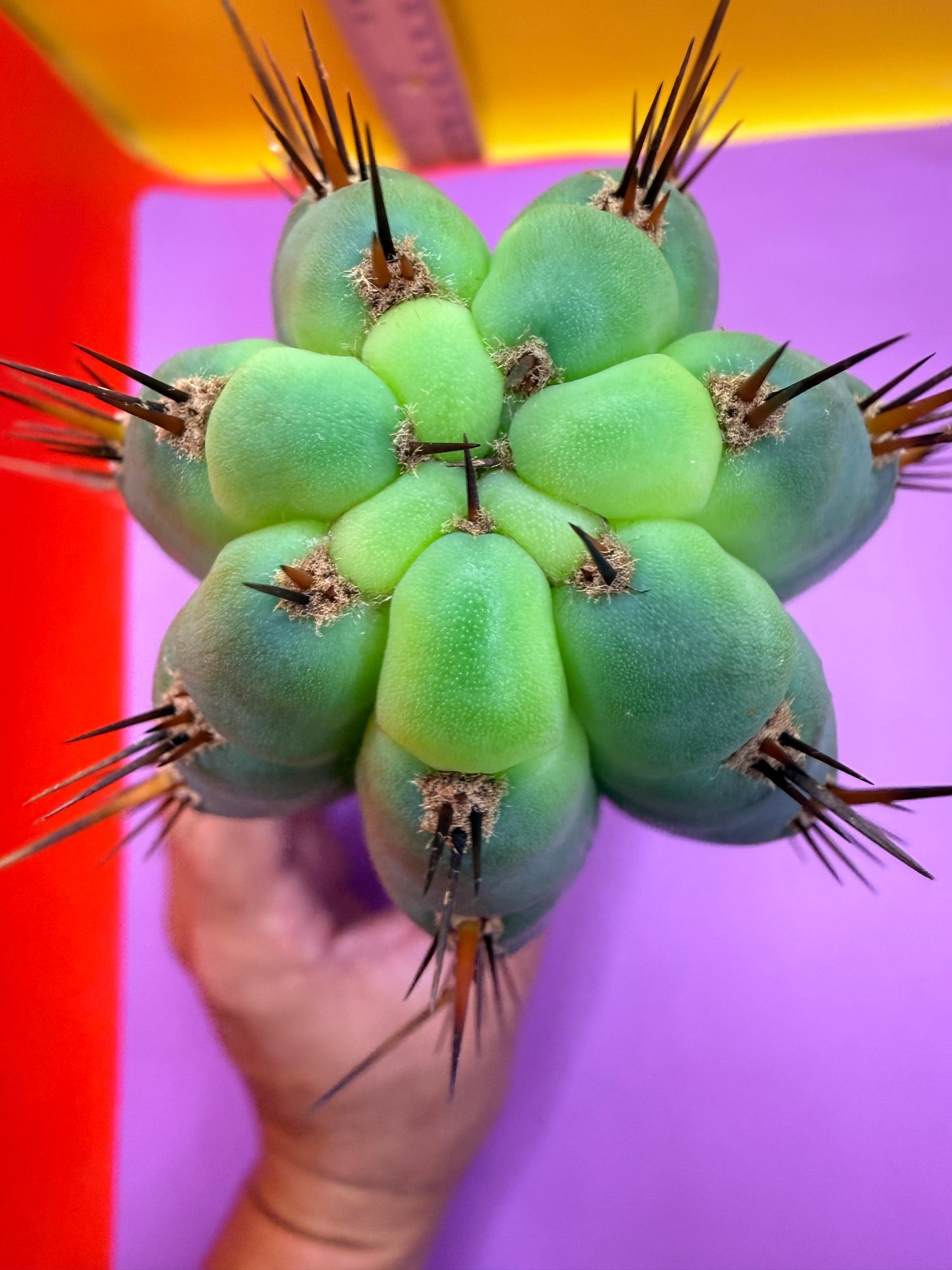 “RC’s T.P. 🧻”  trichocereus peruvianus !!