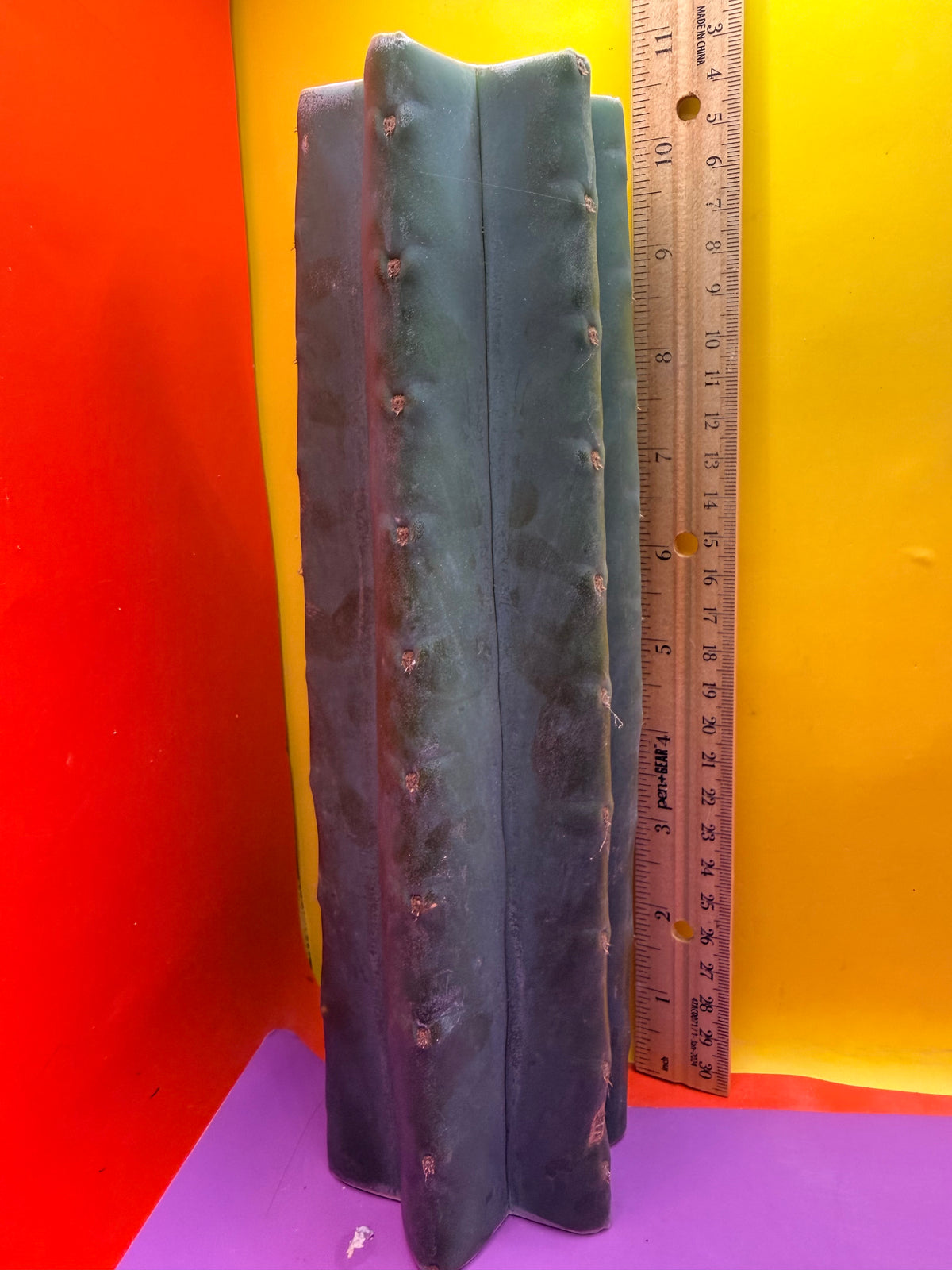 Mature Cahuilla cactus Mid section cutting
